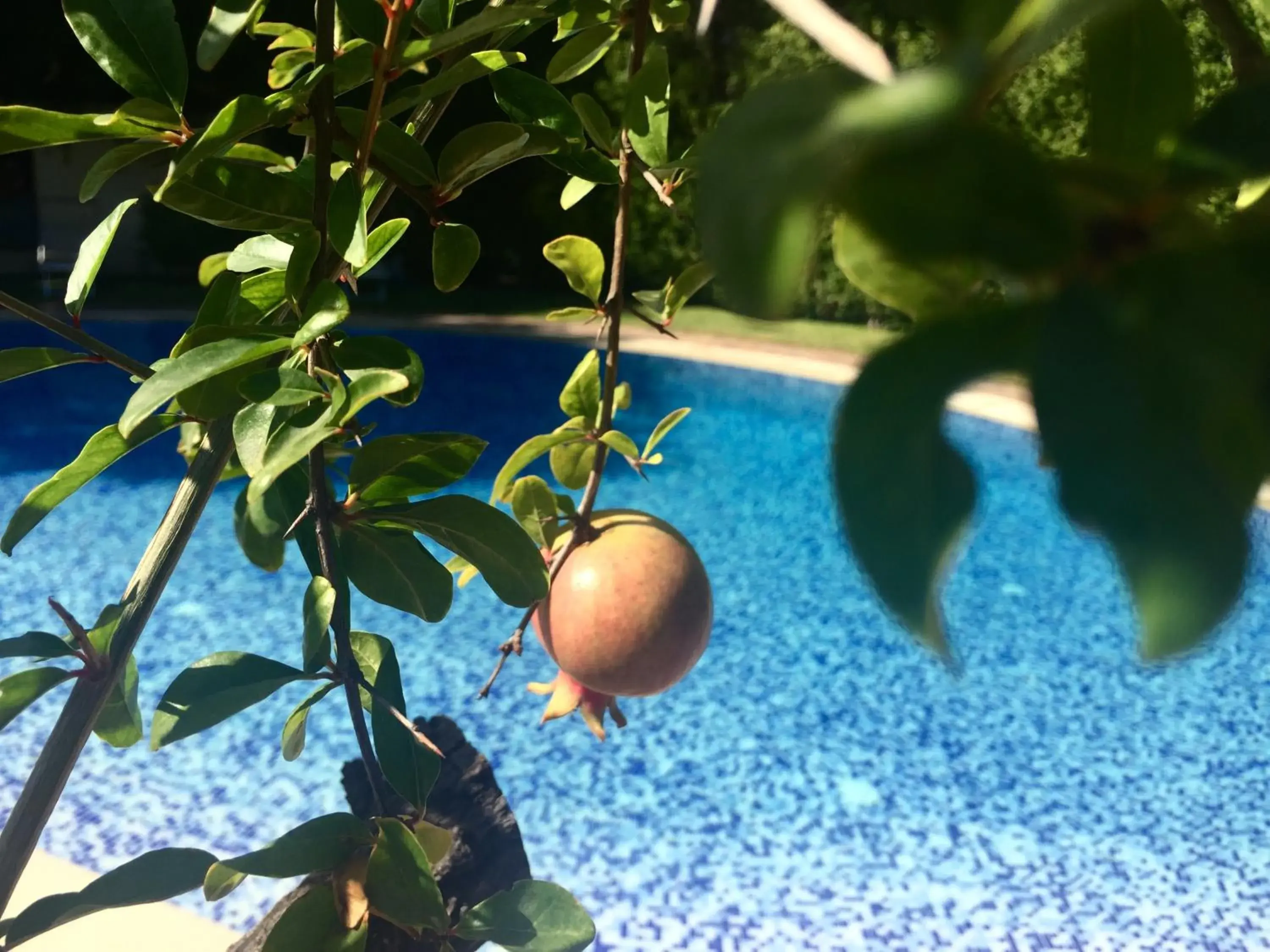 Swimming pool, Garden in Best Western Hotel Santa Caterina