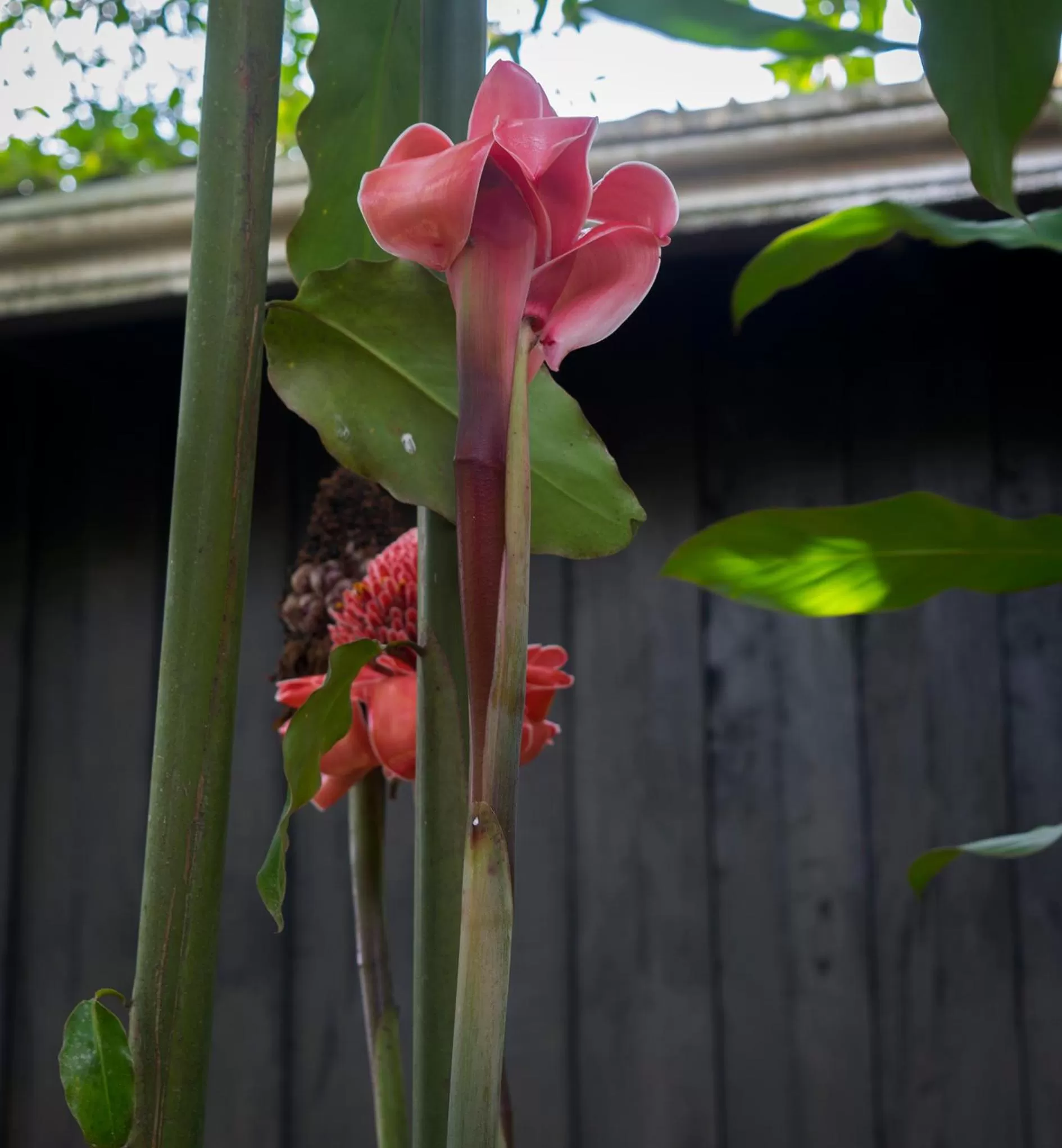 Garden in Hotel Kokoro Mineral Hot Springs