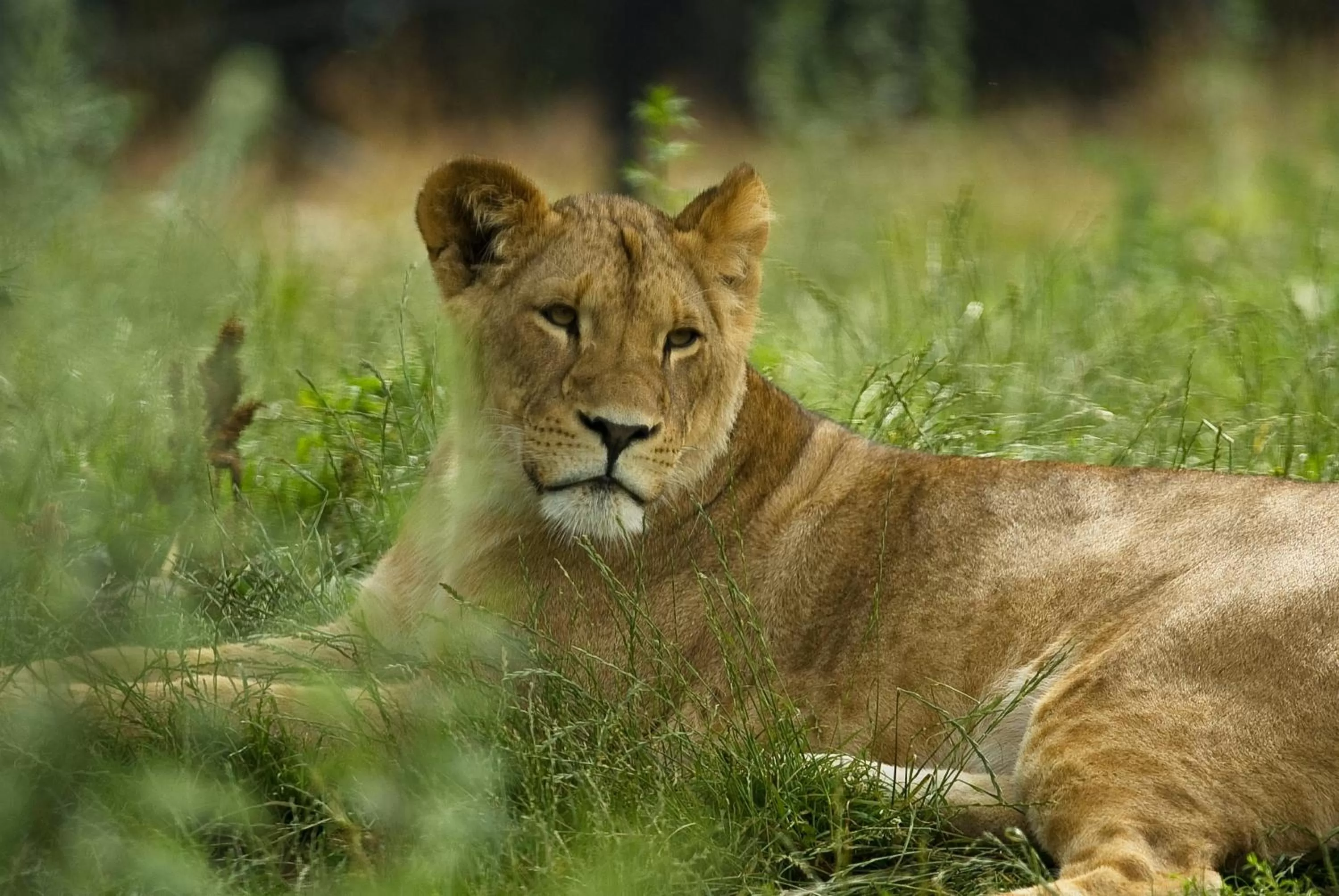 Animals in Dyreparken Safarihotell