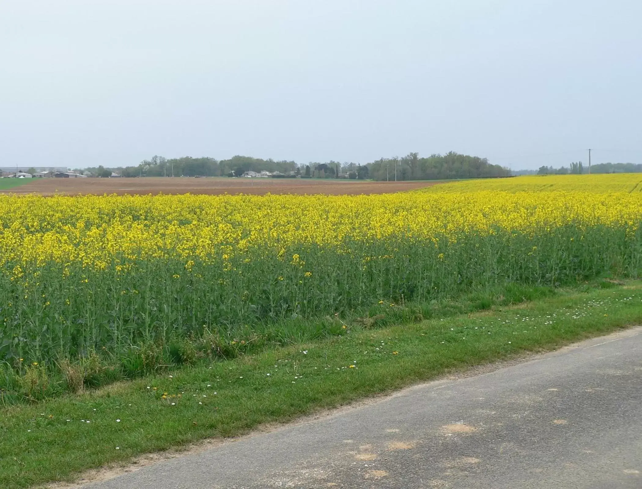 Street view in La Bribaudonnière