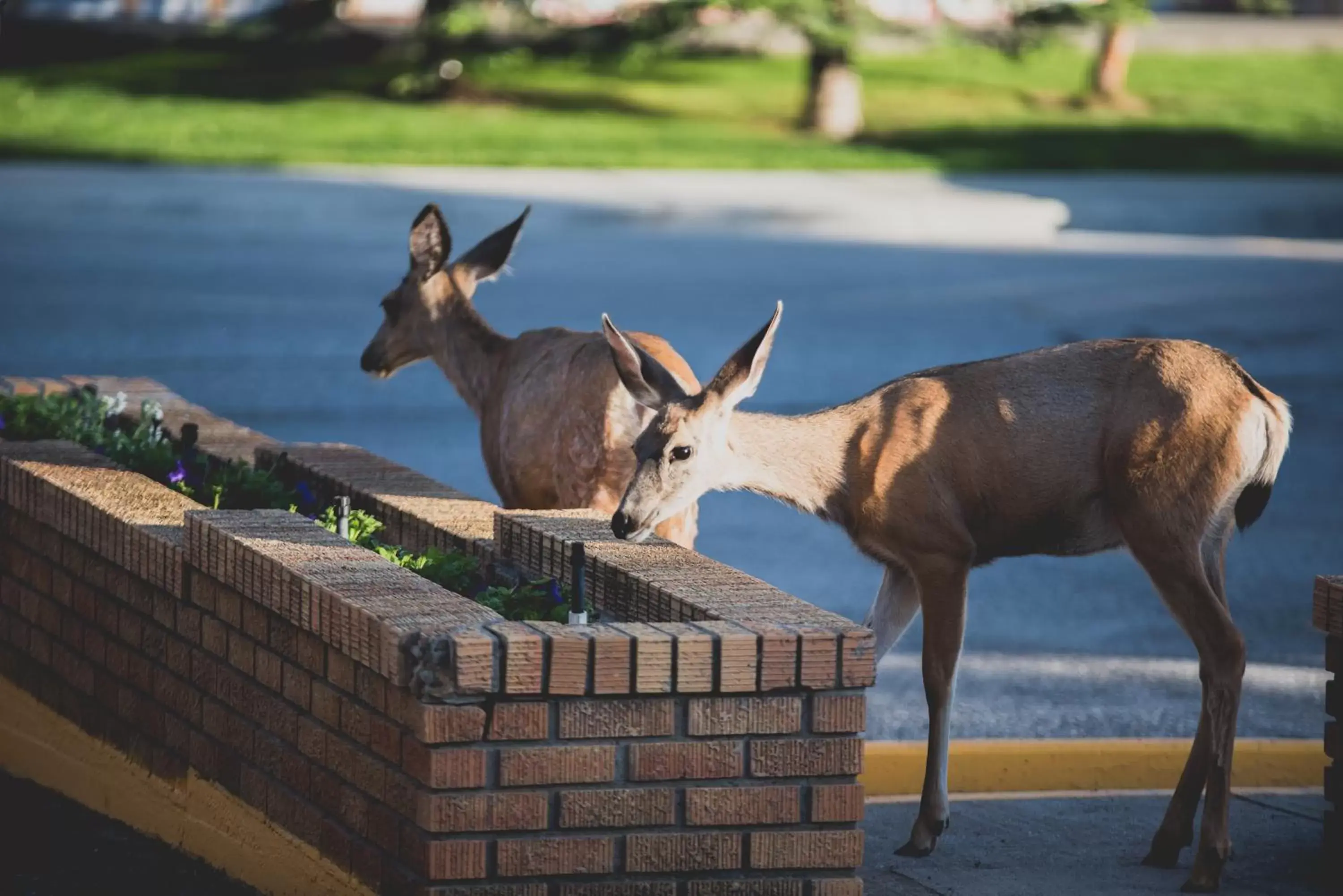 Day, Pets in Radium Park Lodge