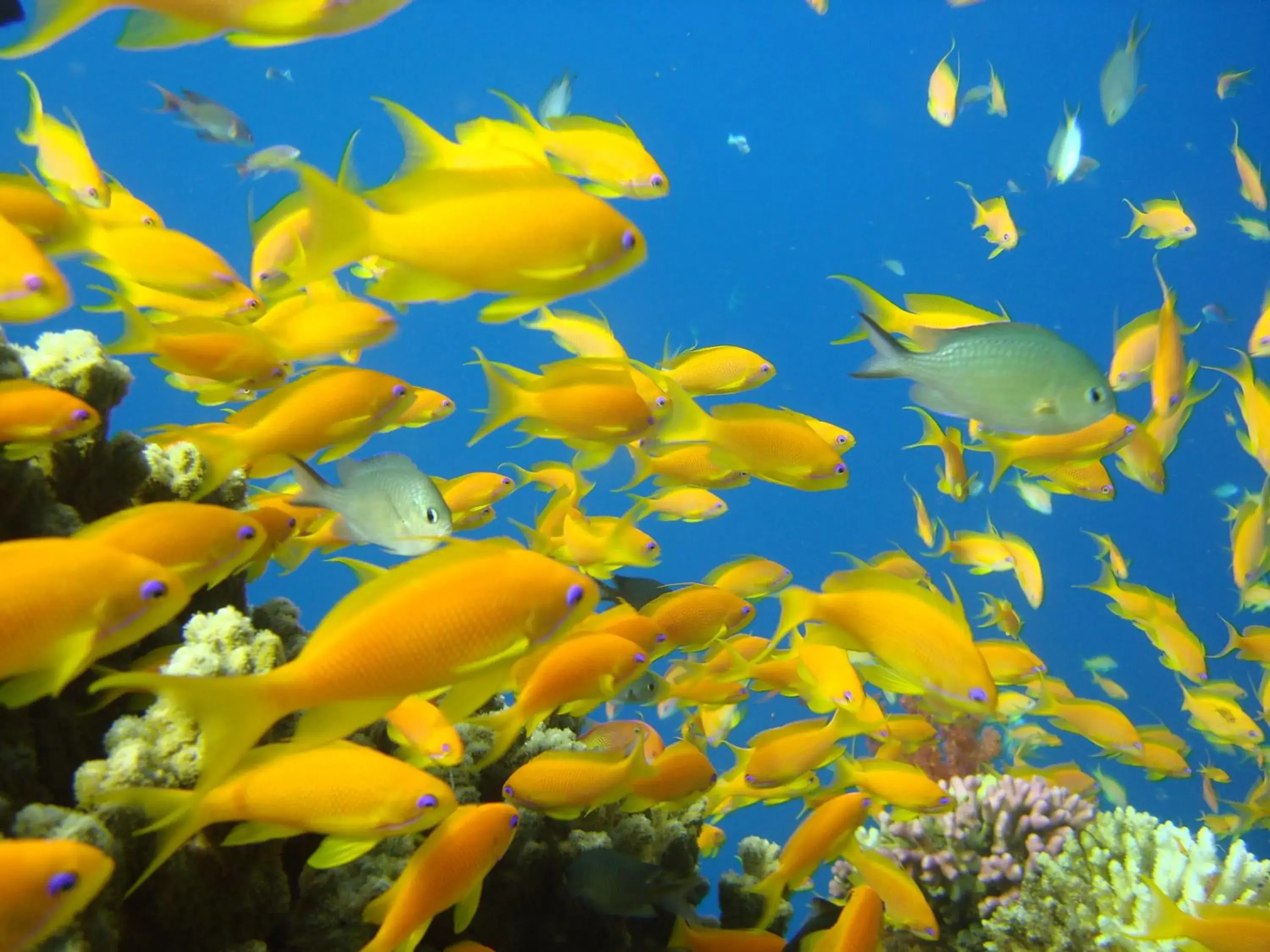 Diving, Other Animals in Red Sea Dive Center