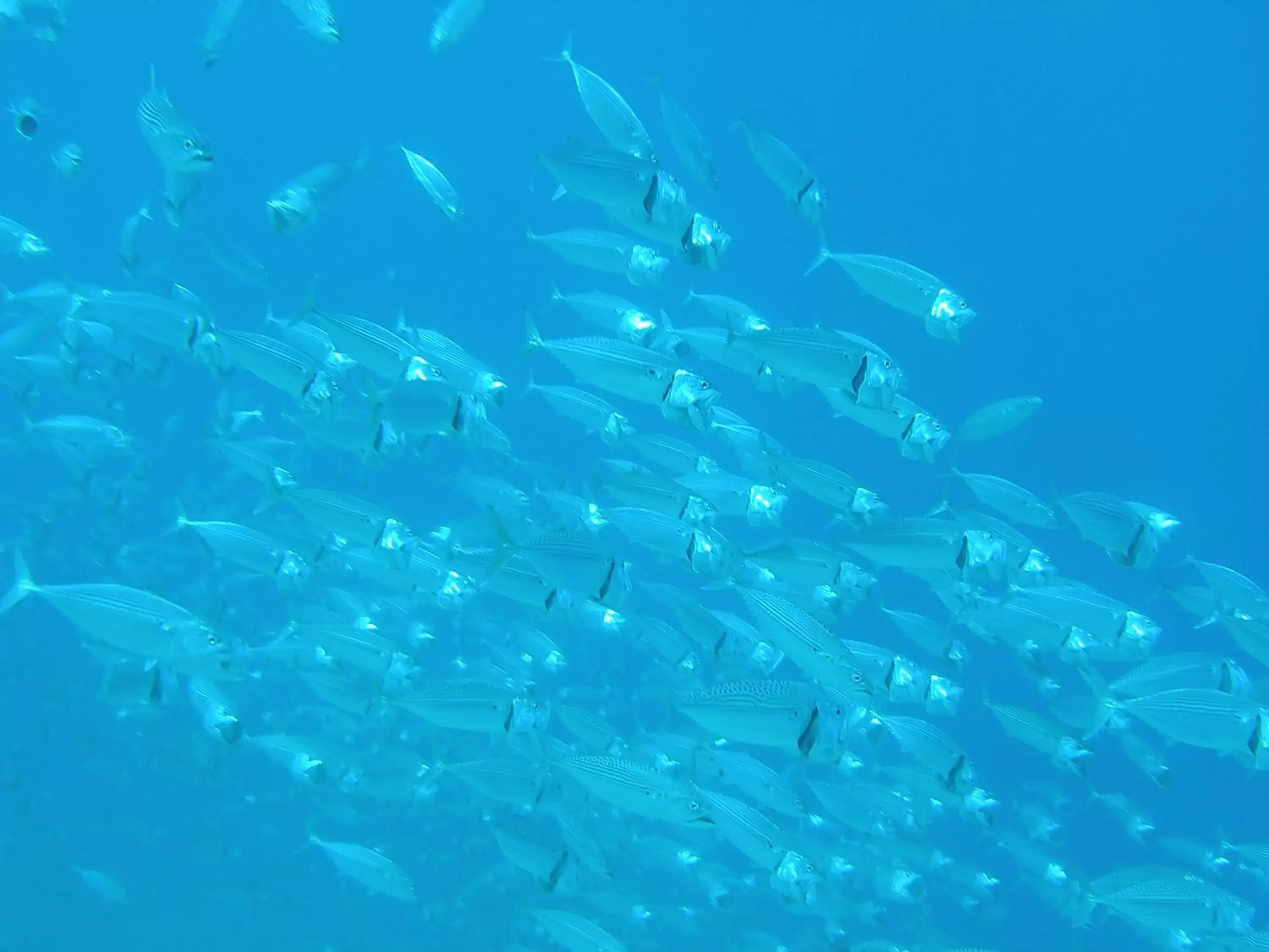 Snorkeling, Snorkeling/Diving in Coral Sun Beach