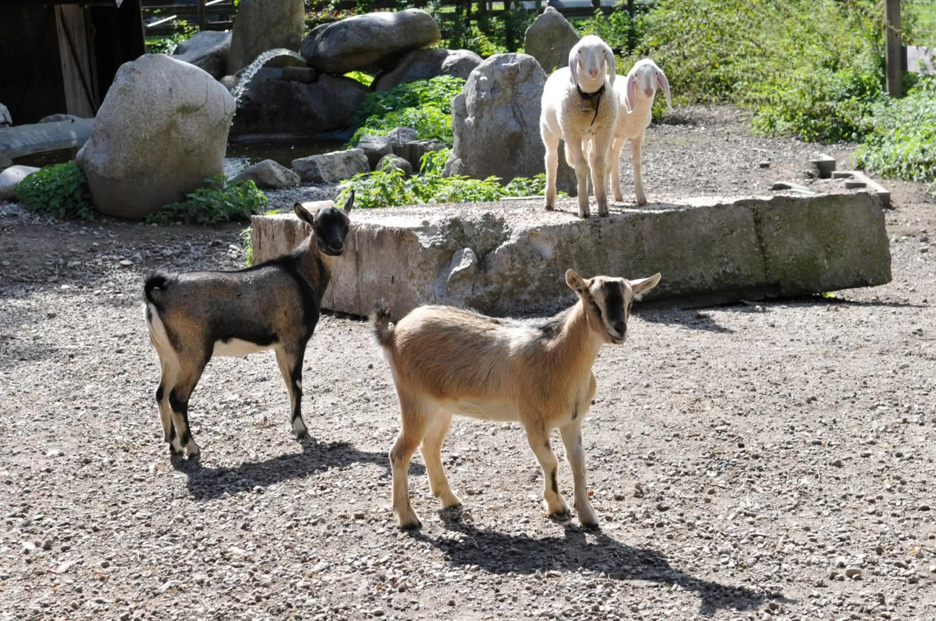 Animals, Other Animals in Residence Obermoarhof