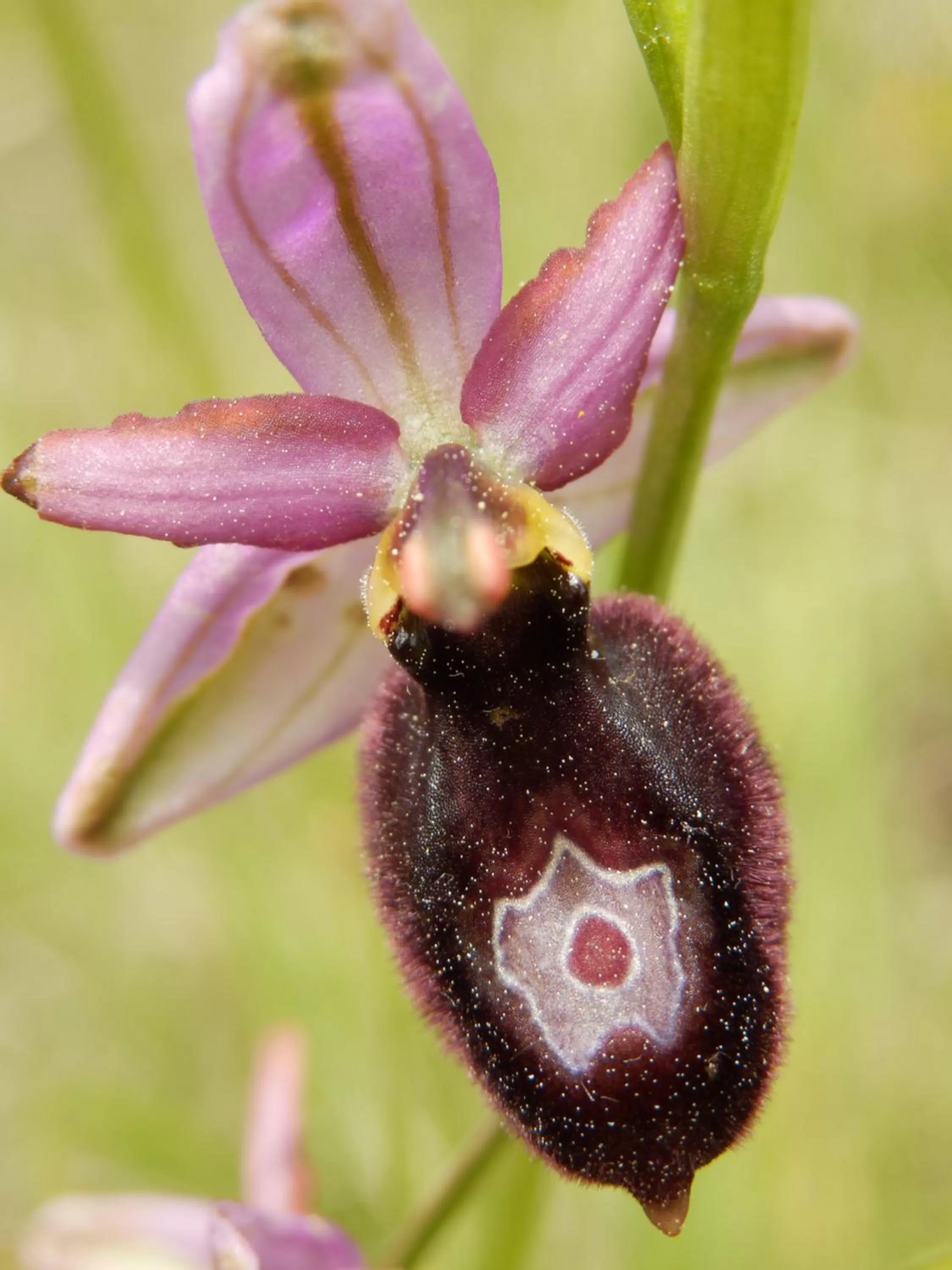 Other, Other Animals in L'Estapade des Tourelons