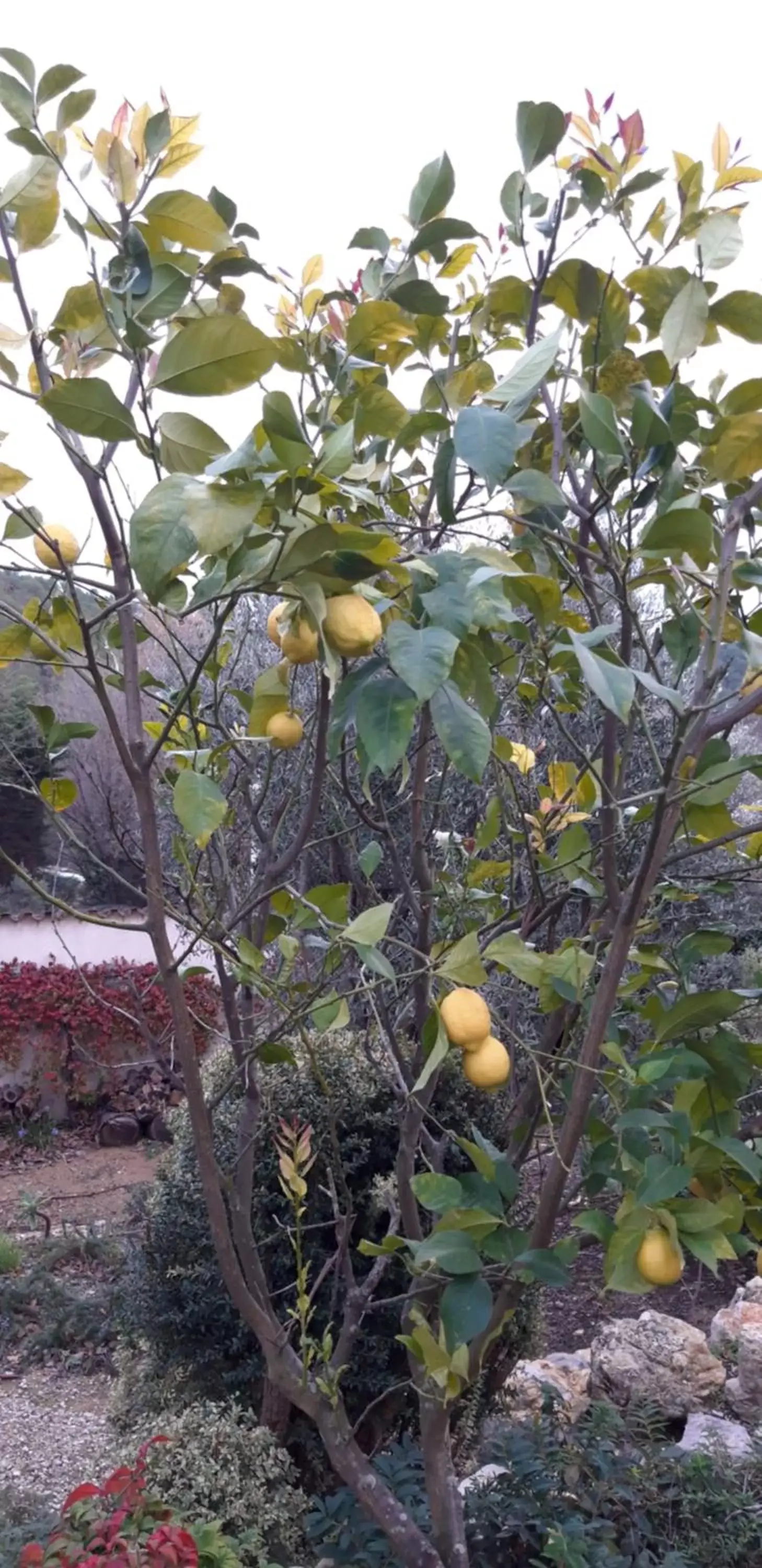 Garden in La Dolce Vita Opio