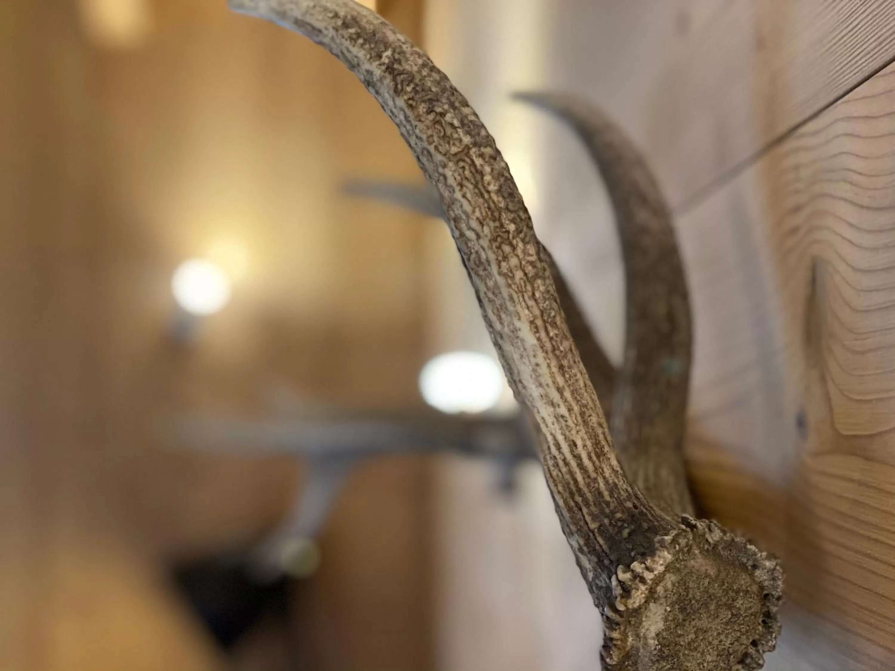 Decorative detail, Other Animals in La Villa d'Hélène 2 - Chambres d'hôtes BnB et Appartements - Cluses