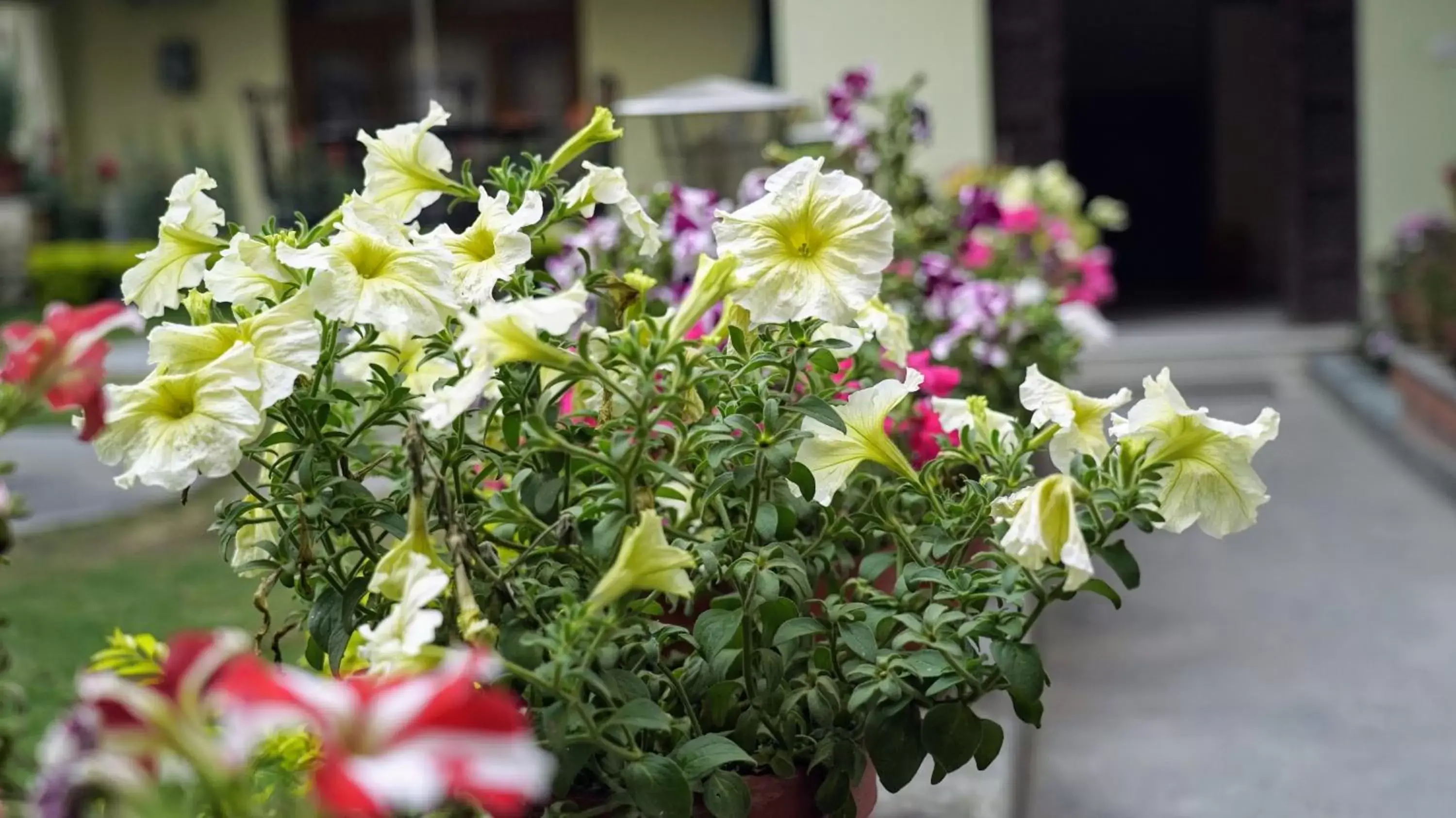 Garden in Kathmandu Garden Home