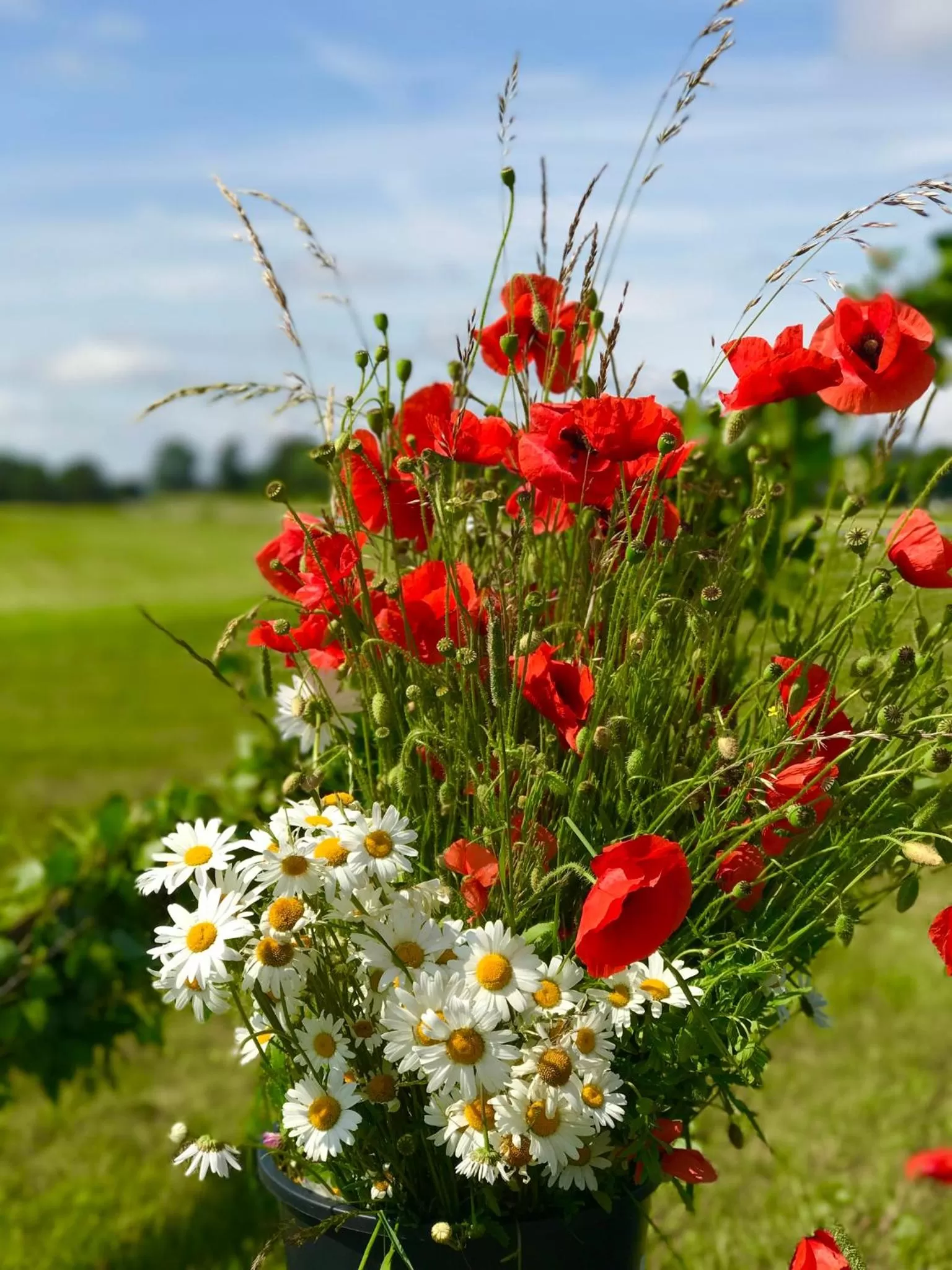 Natural landscape in Tryde 1303 B&B på Österlen