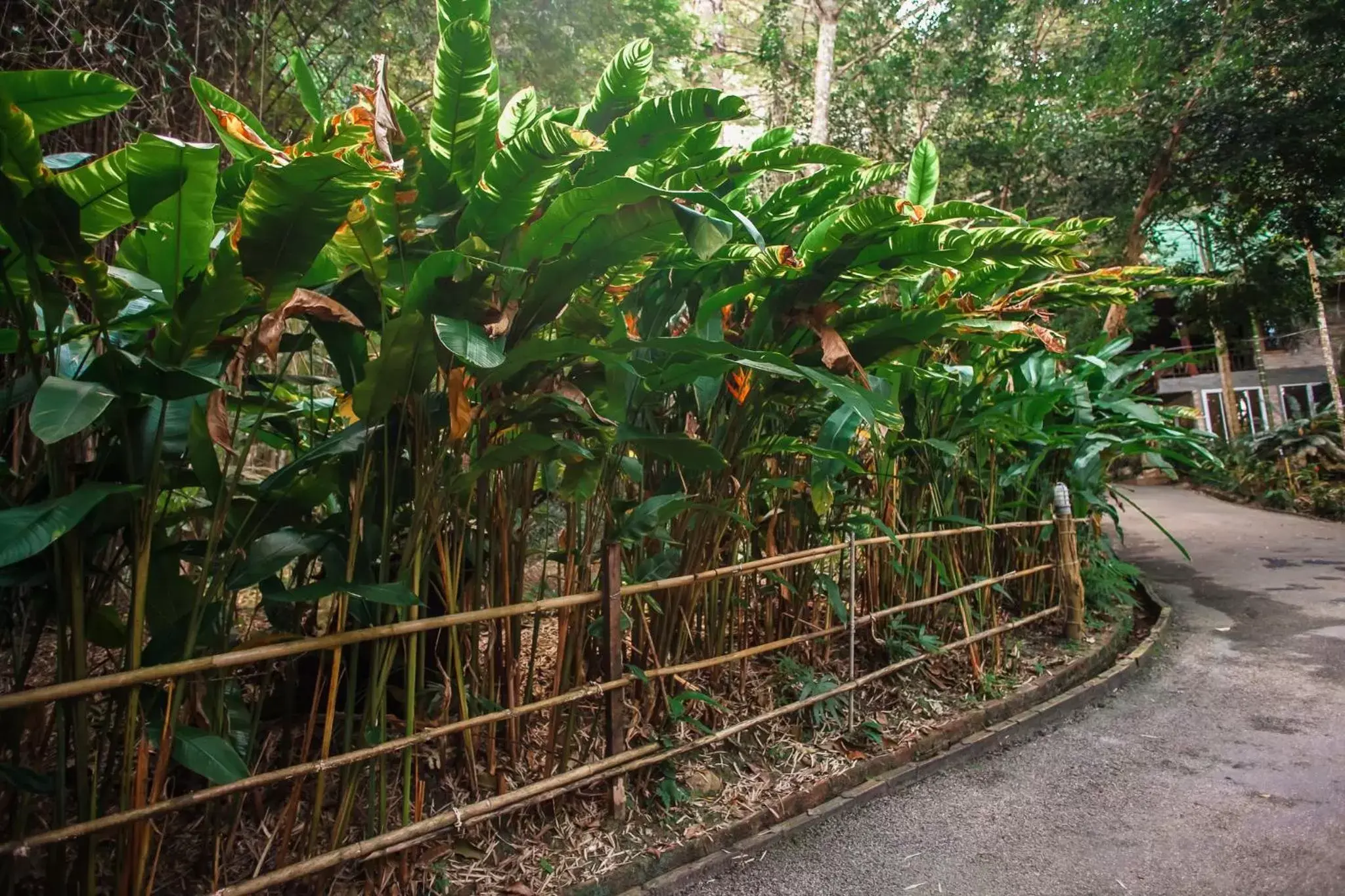 Garden in Aonang Cliff View Resort SHA Extra Plus