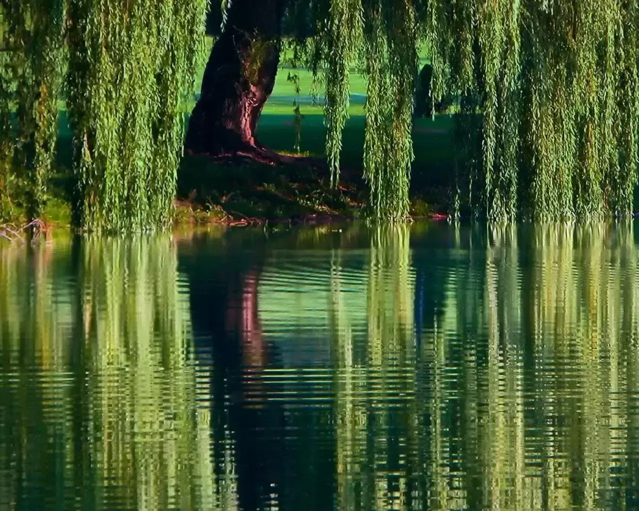 Natural landscape in St. Andrews By The Lake