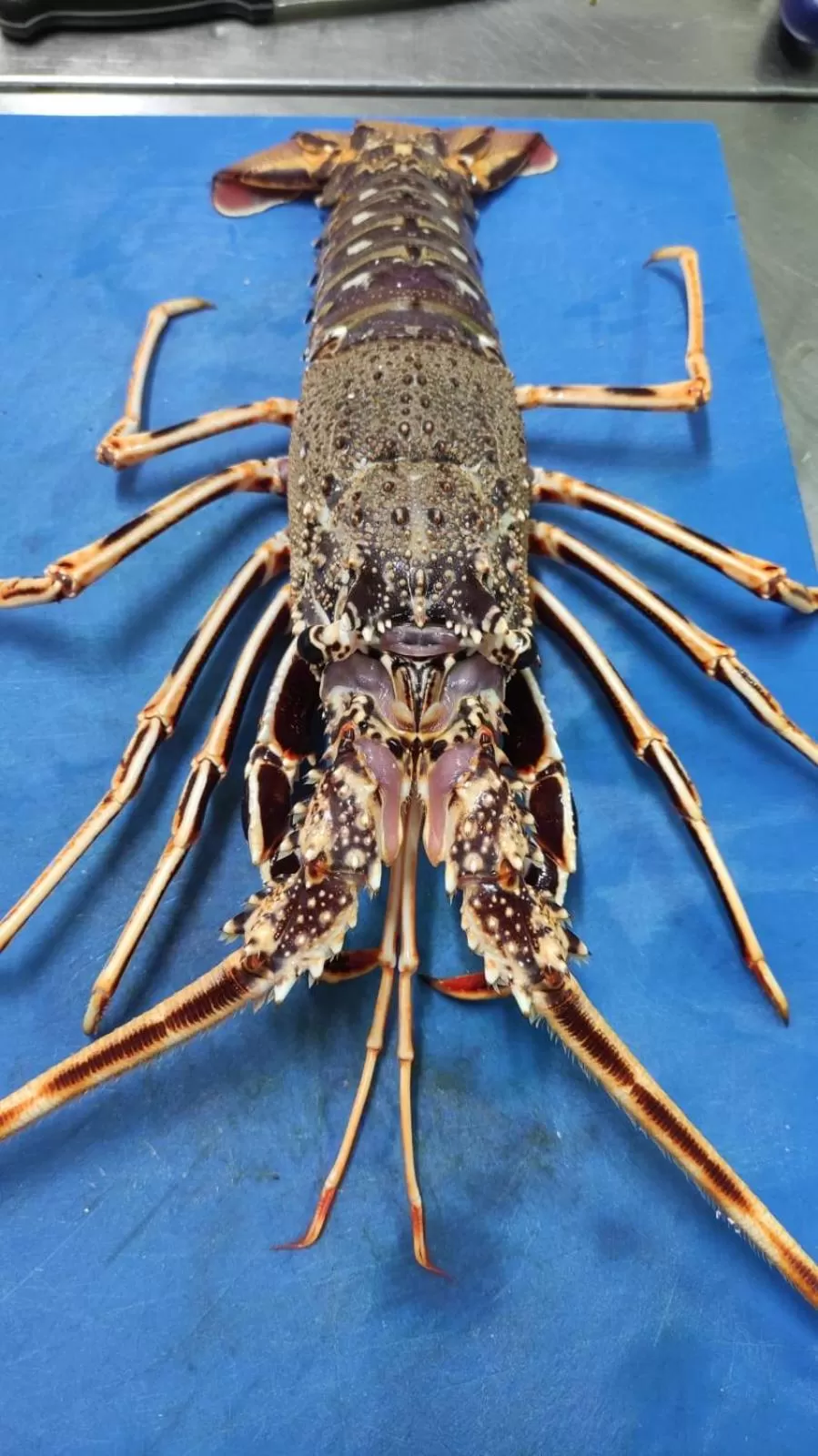 Hotel Profumo Di Mare