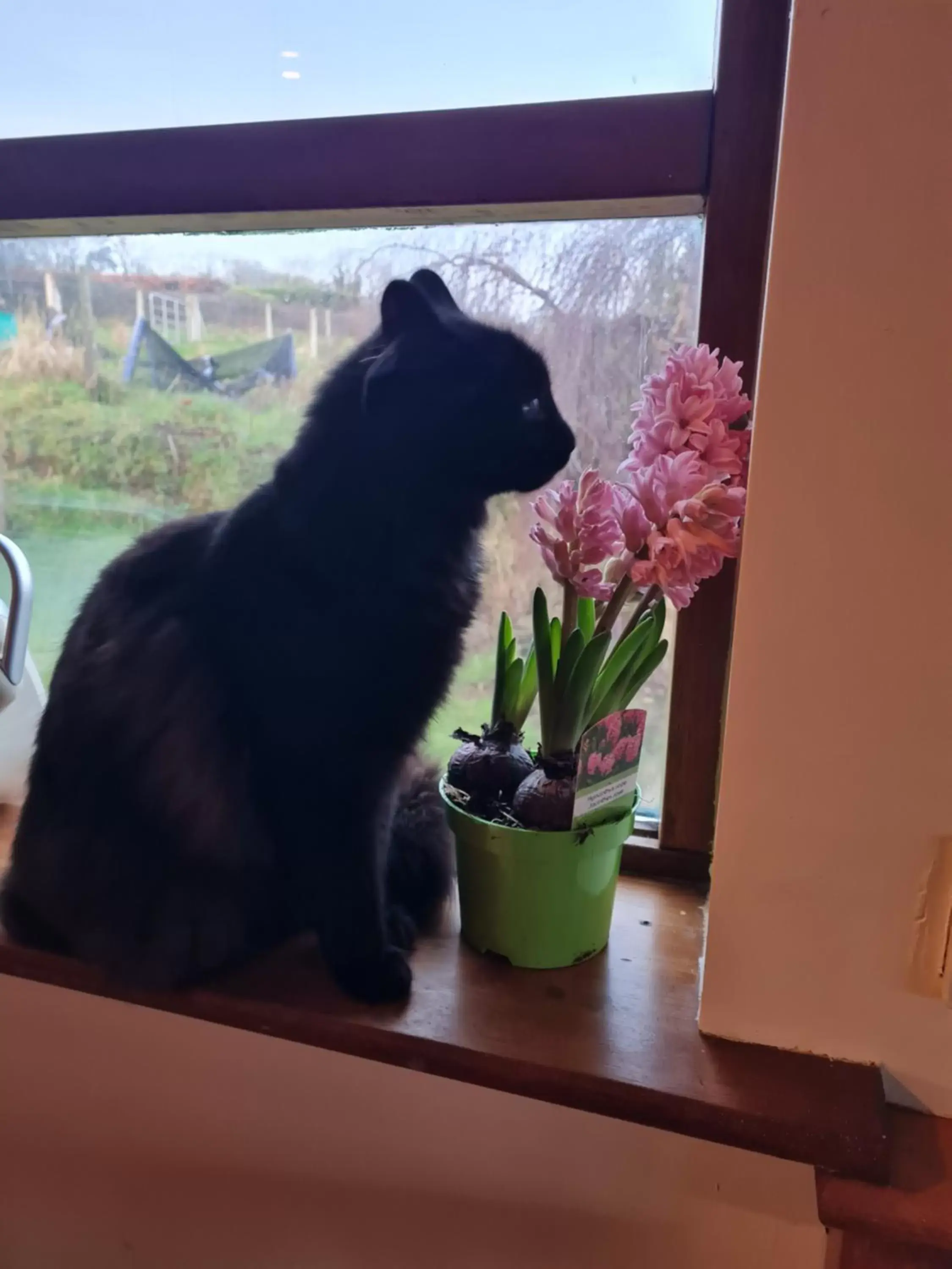 Pets in Tranquil Water