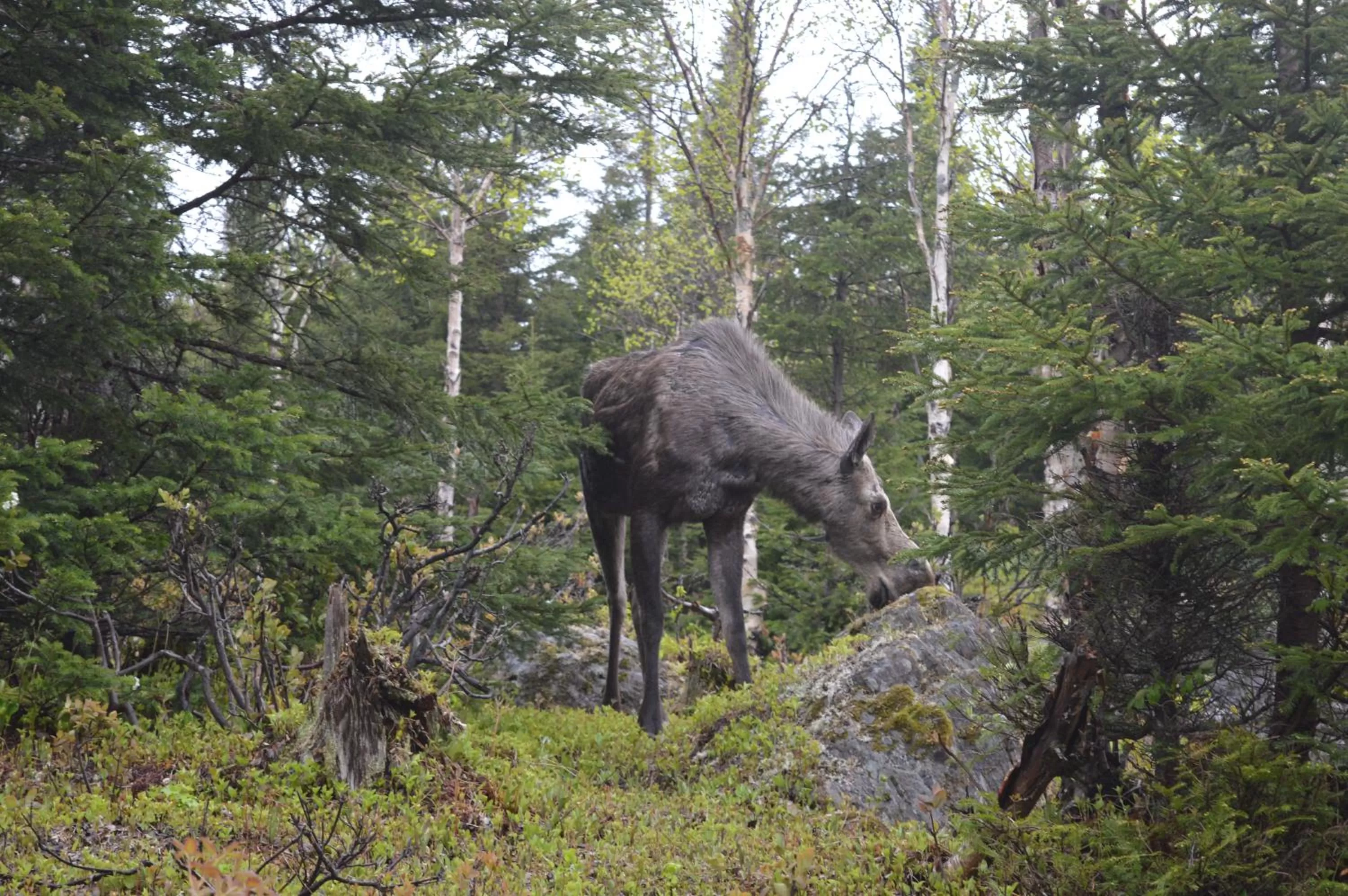 Nearby landmark in La Maison entre Mer Montagnes