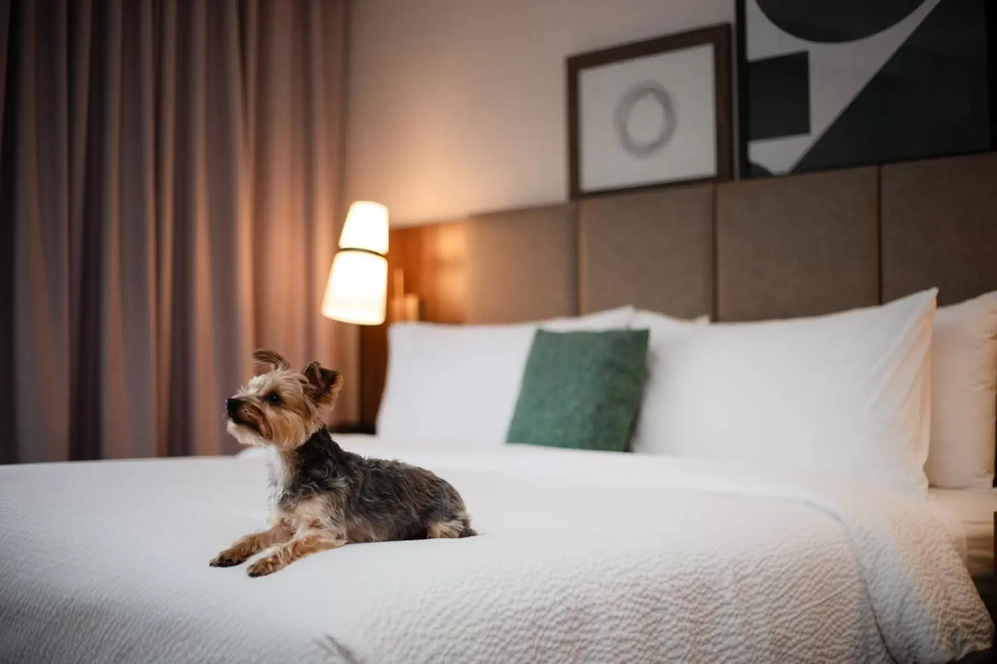 Lobby or reception, Bed in Staybridge Suites Chicago O'Hare - Rosemont, an IHG Hotel