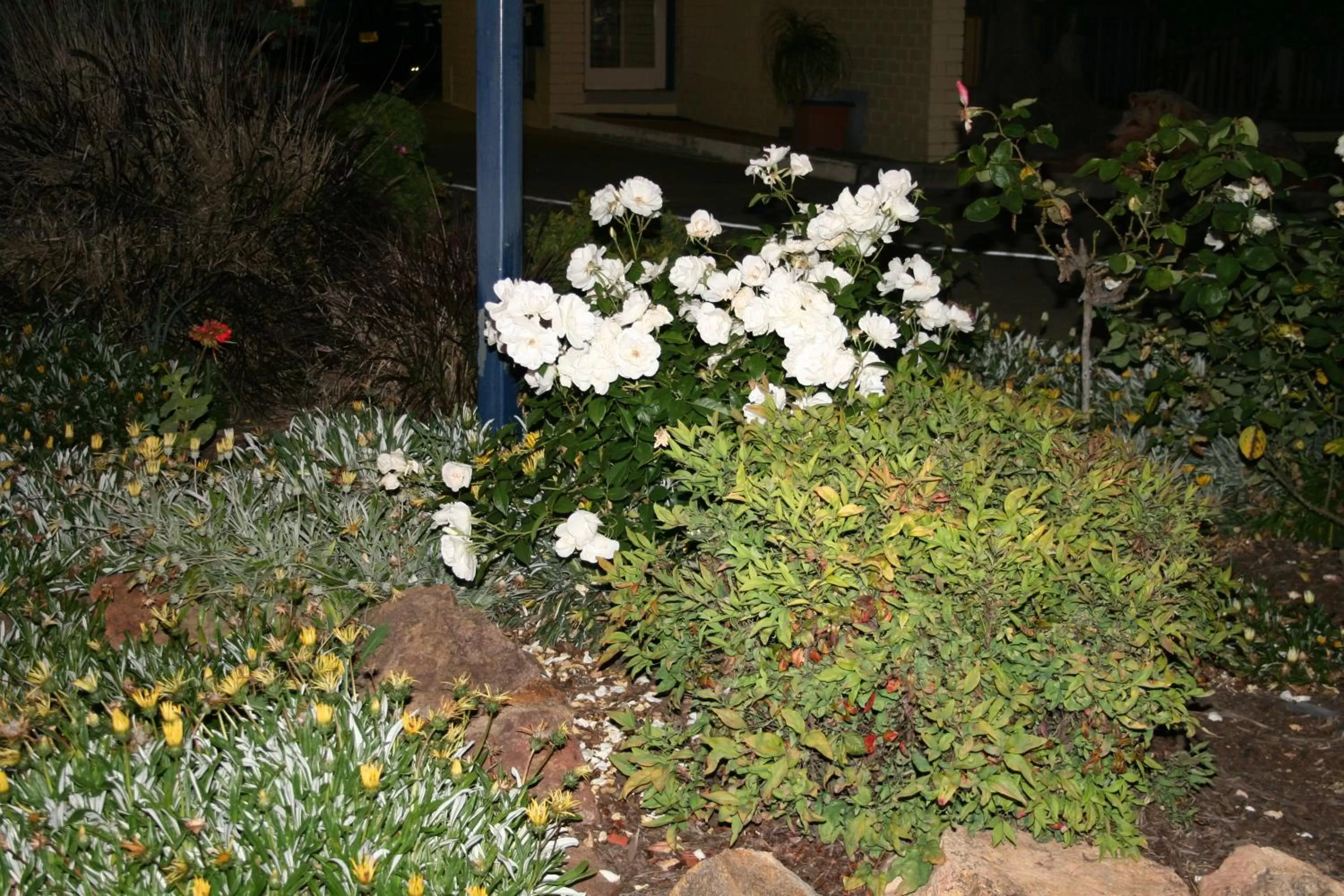 Garden in The Plains Motor Inn