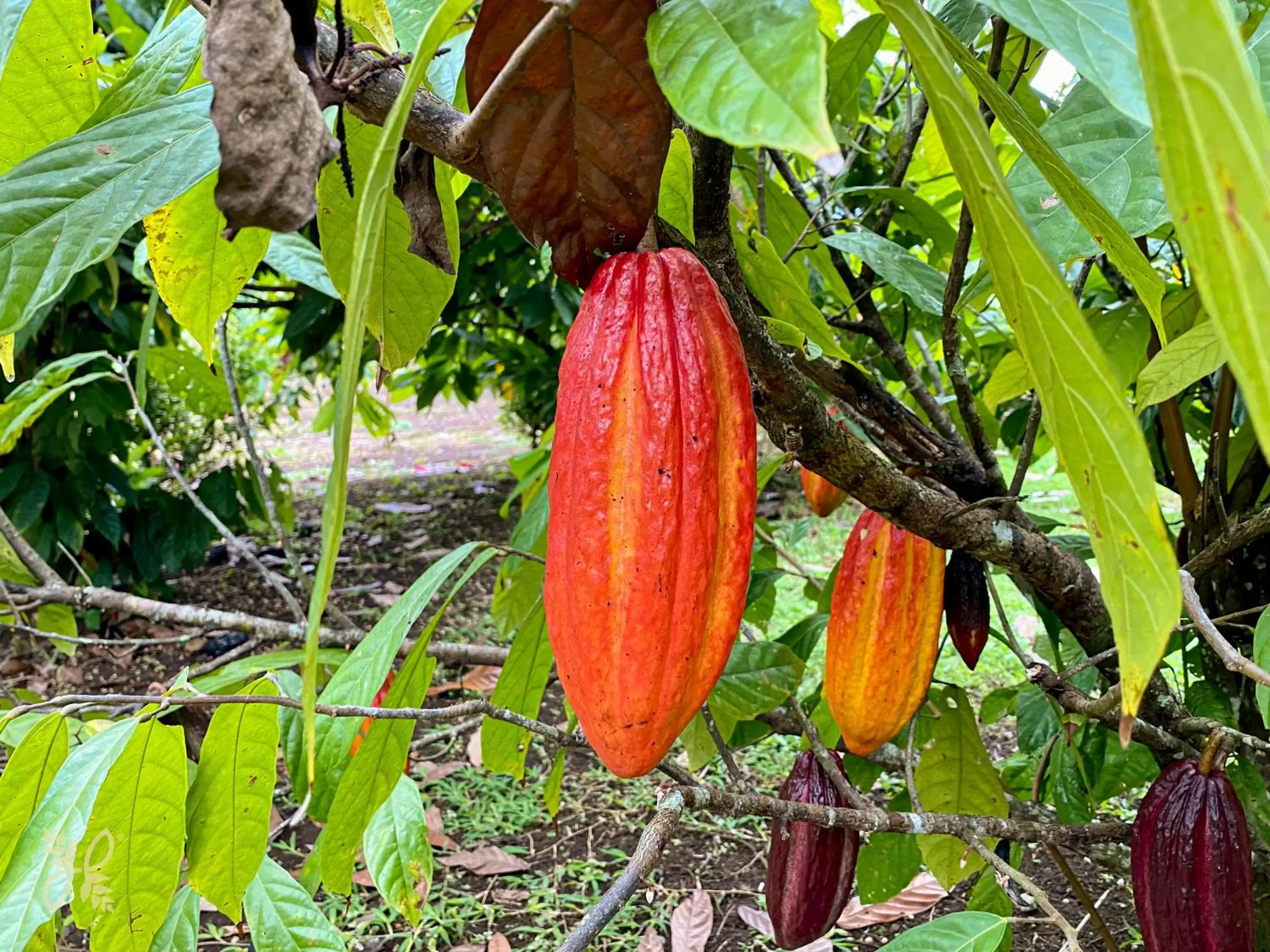 Garden, Other Animals in Hotel Heliconias Nature Inn & Hot Springs