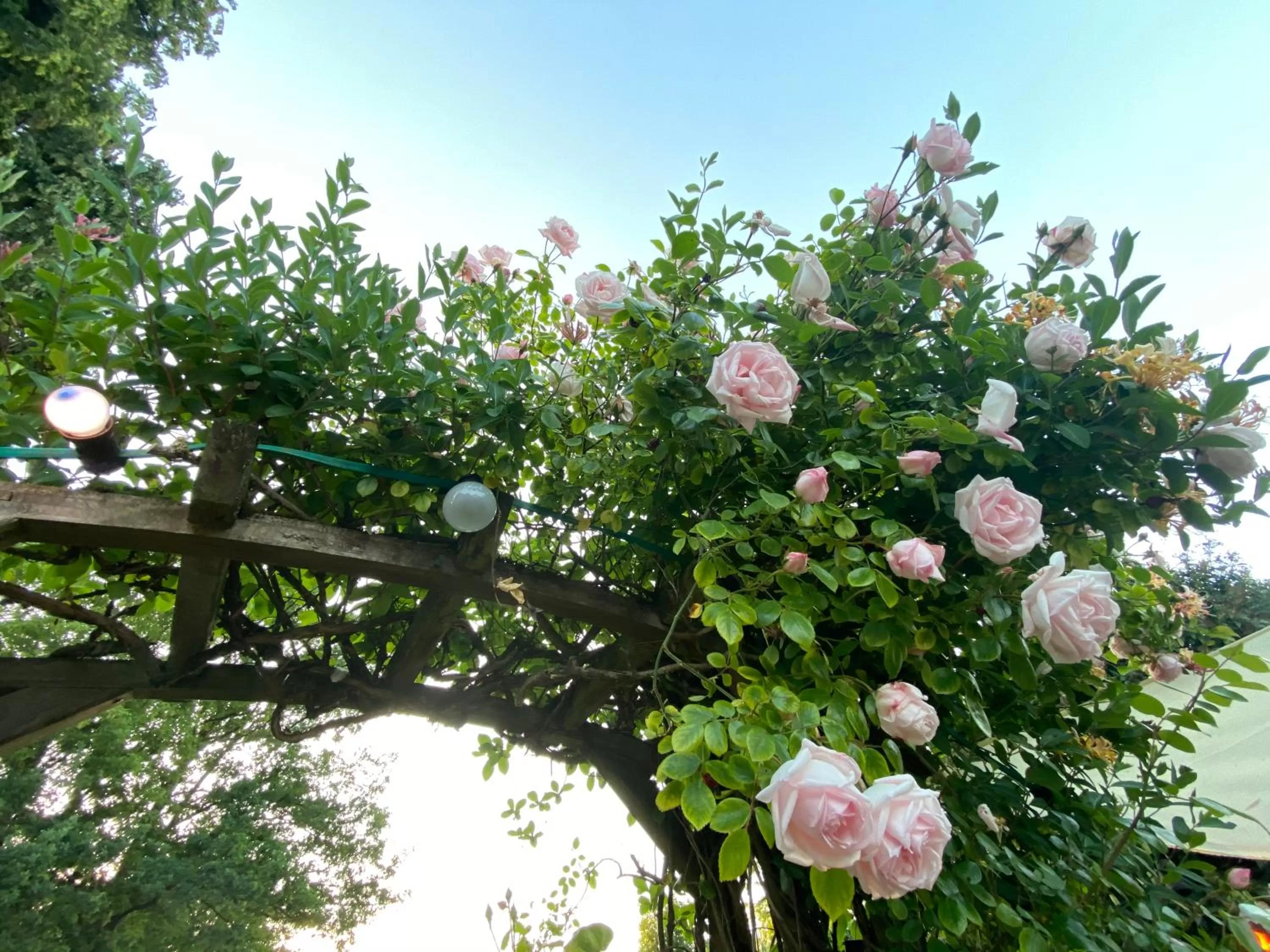 Garden in B & B Simme Zimme