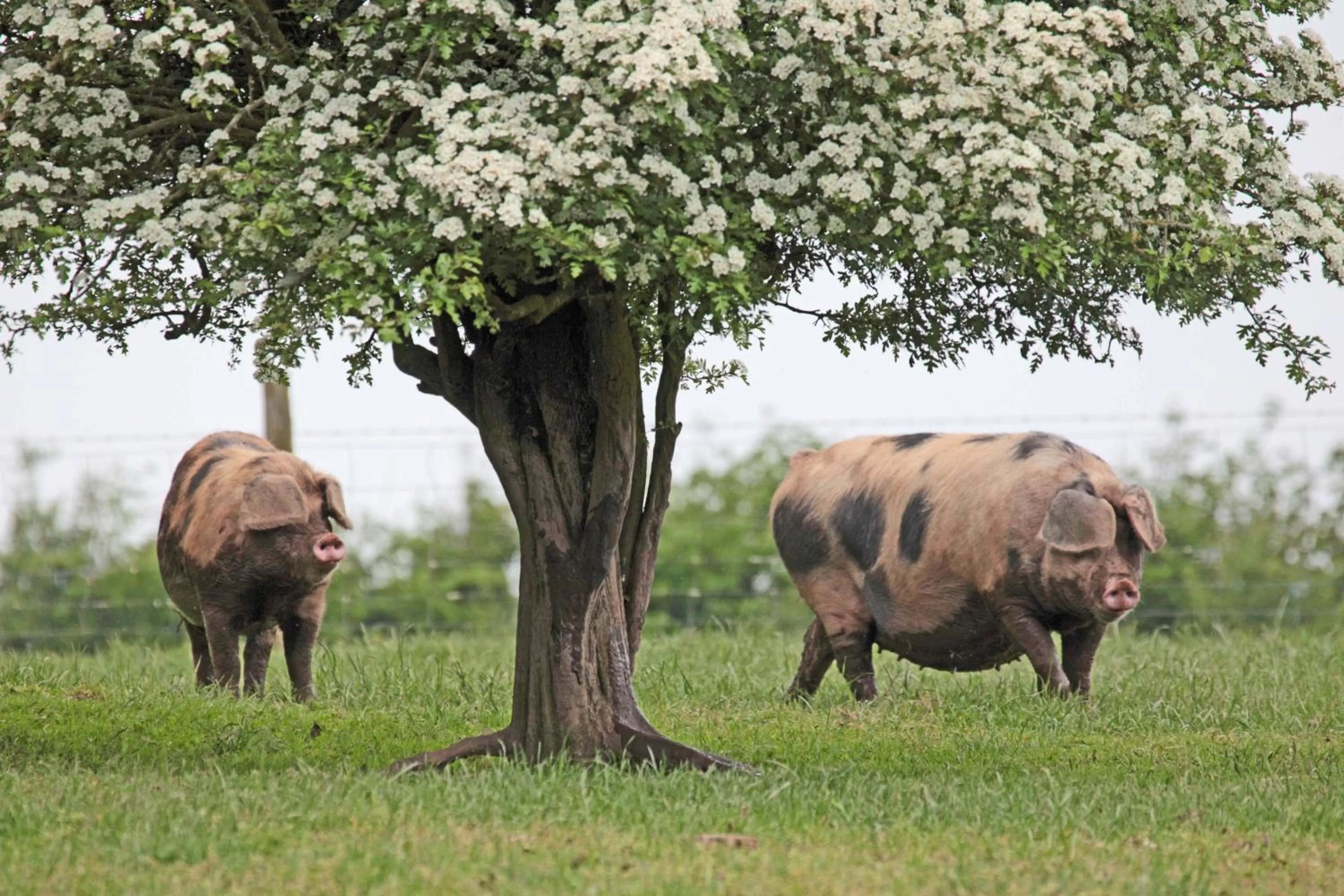 Animals, Other Animals in Lovaton Farmhouse