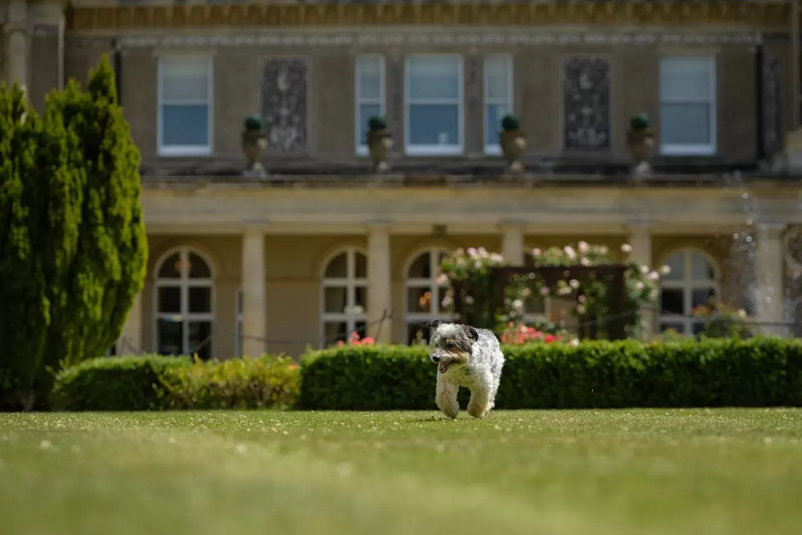 Pets, Property Building in Down Hall Hotel