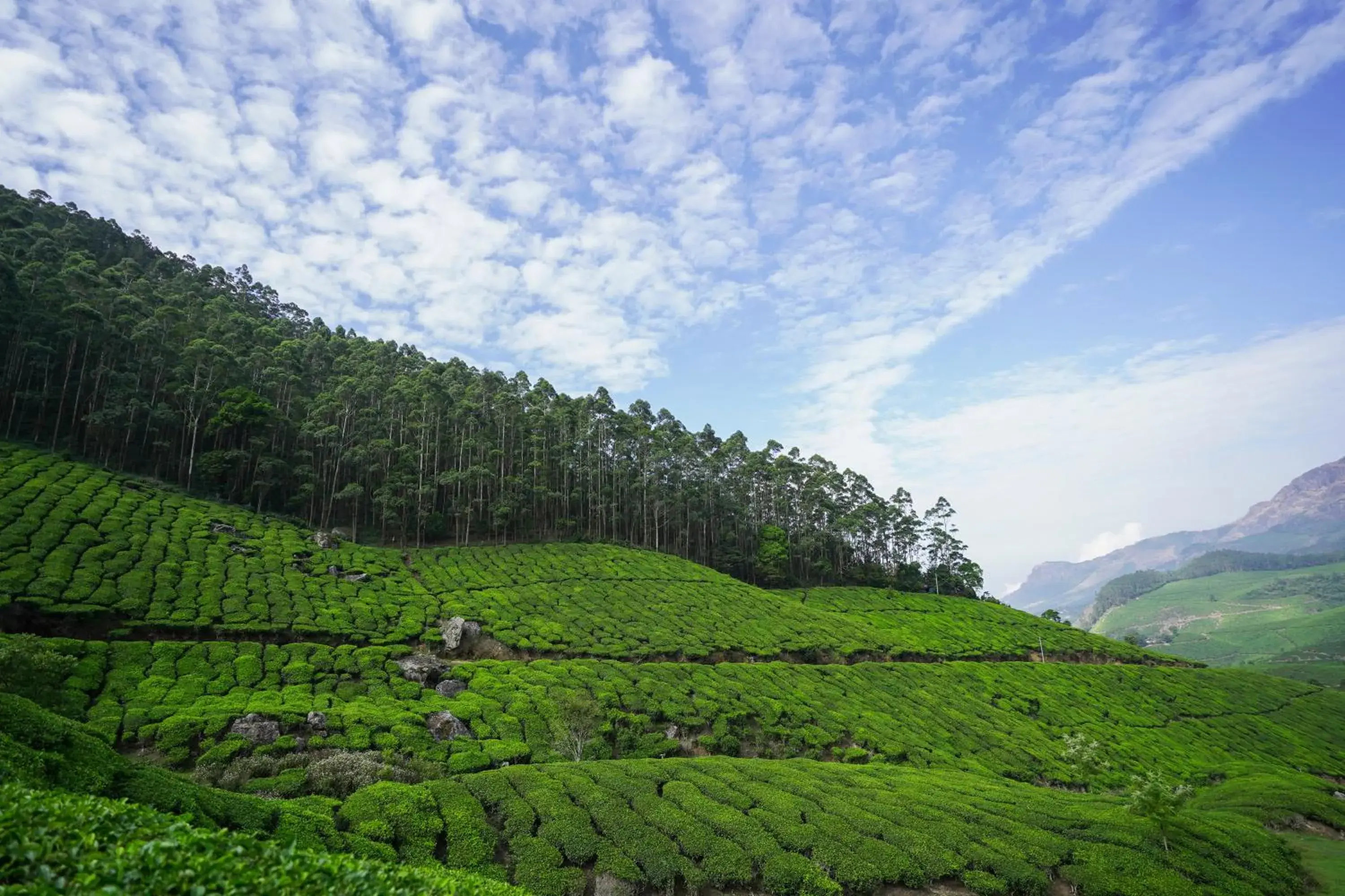 Natural Landscape in Tea Valley Resort