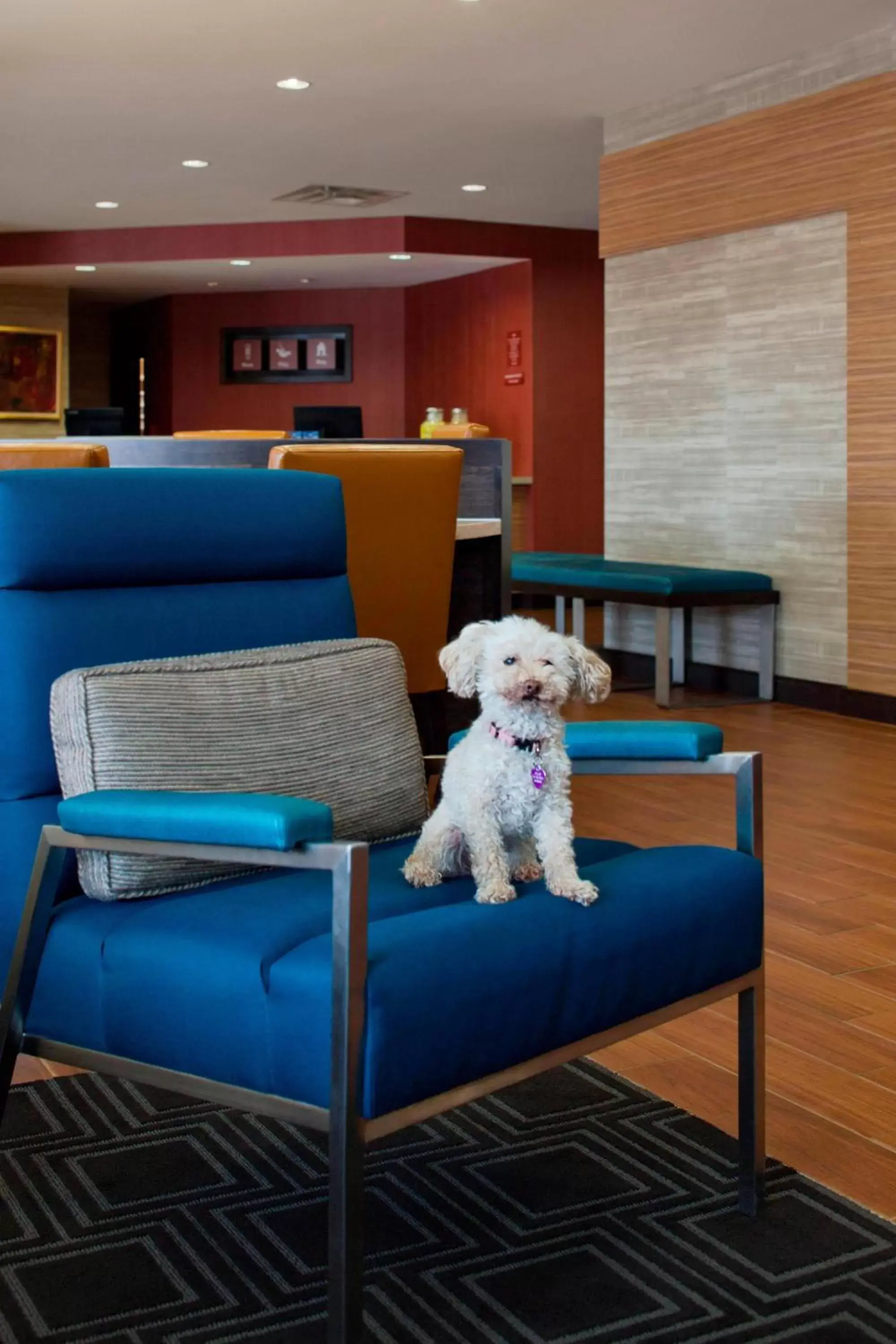 Other, Pets in TownePlace Suites by Marriott Austin Round Rock