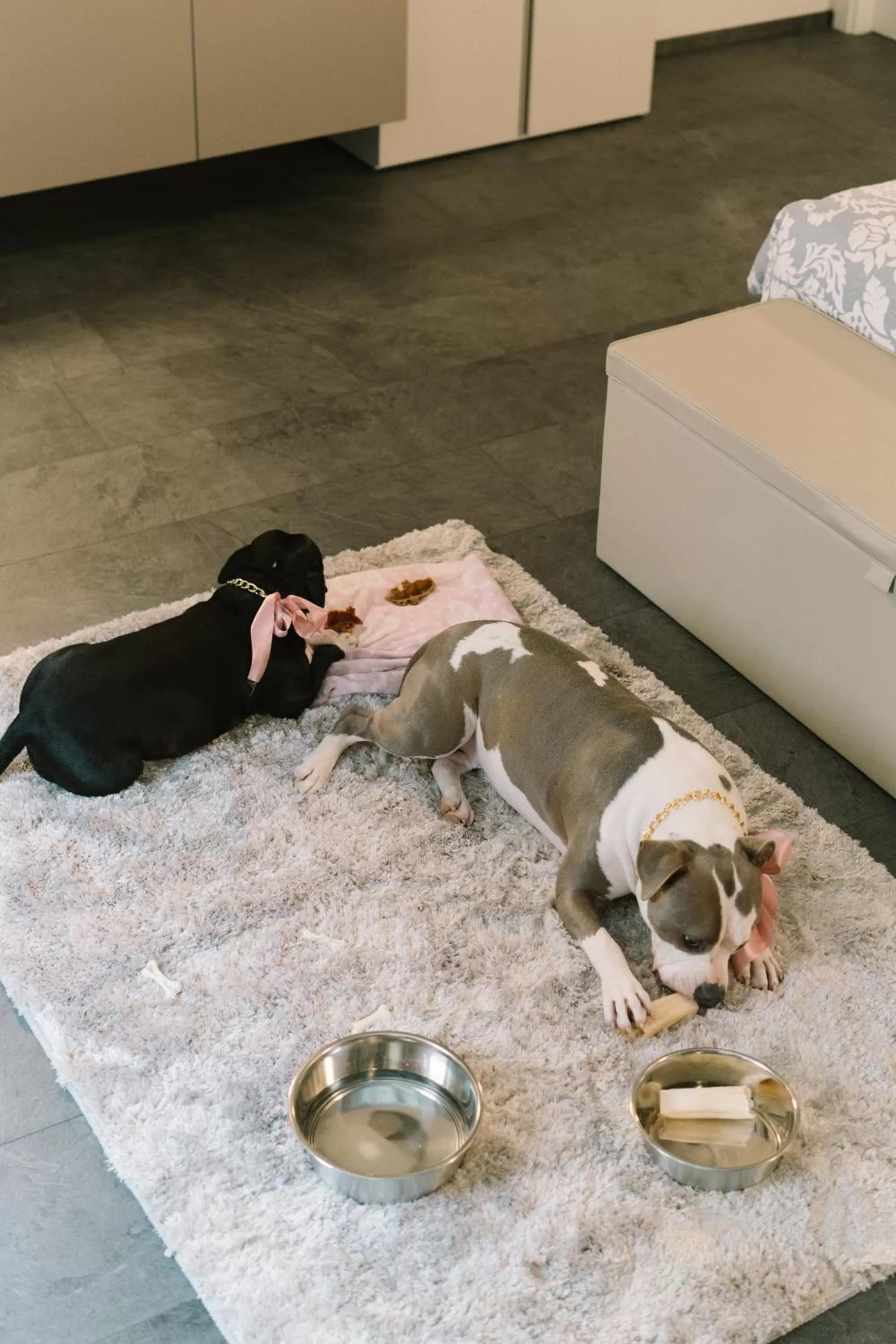 Animals in Hotel Giulietta e Romeo ***S