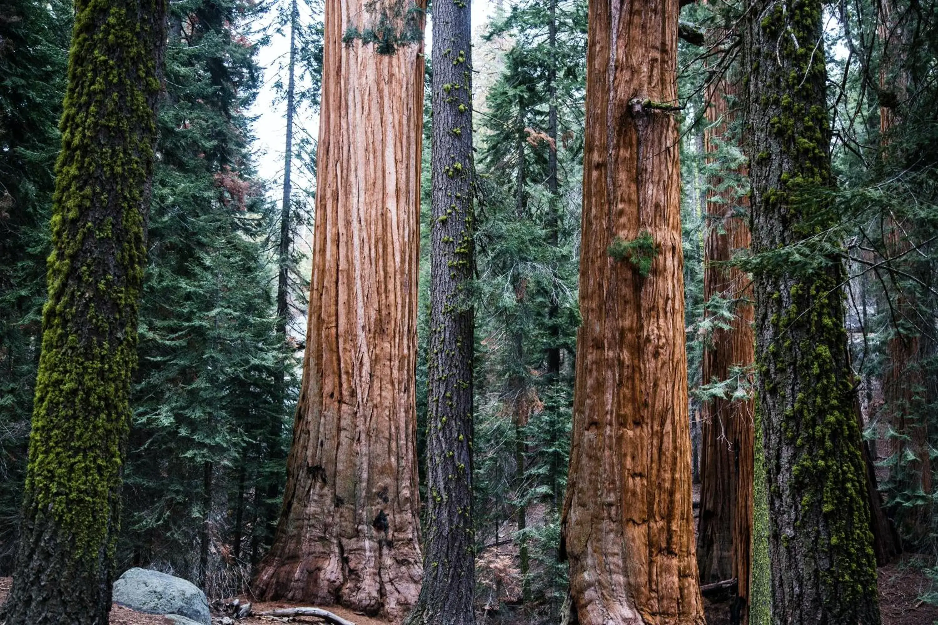 Natural landscape in Sierra Lodge Three Rivers