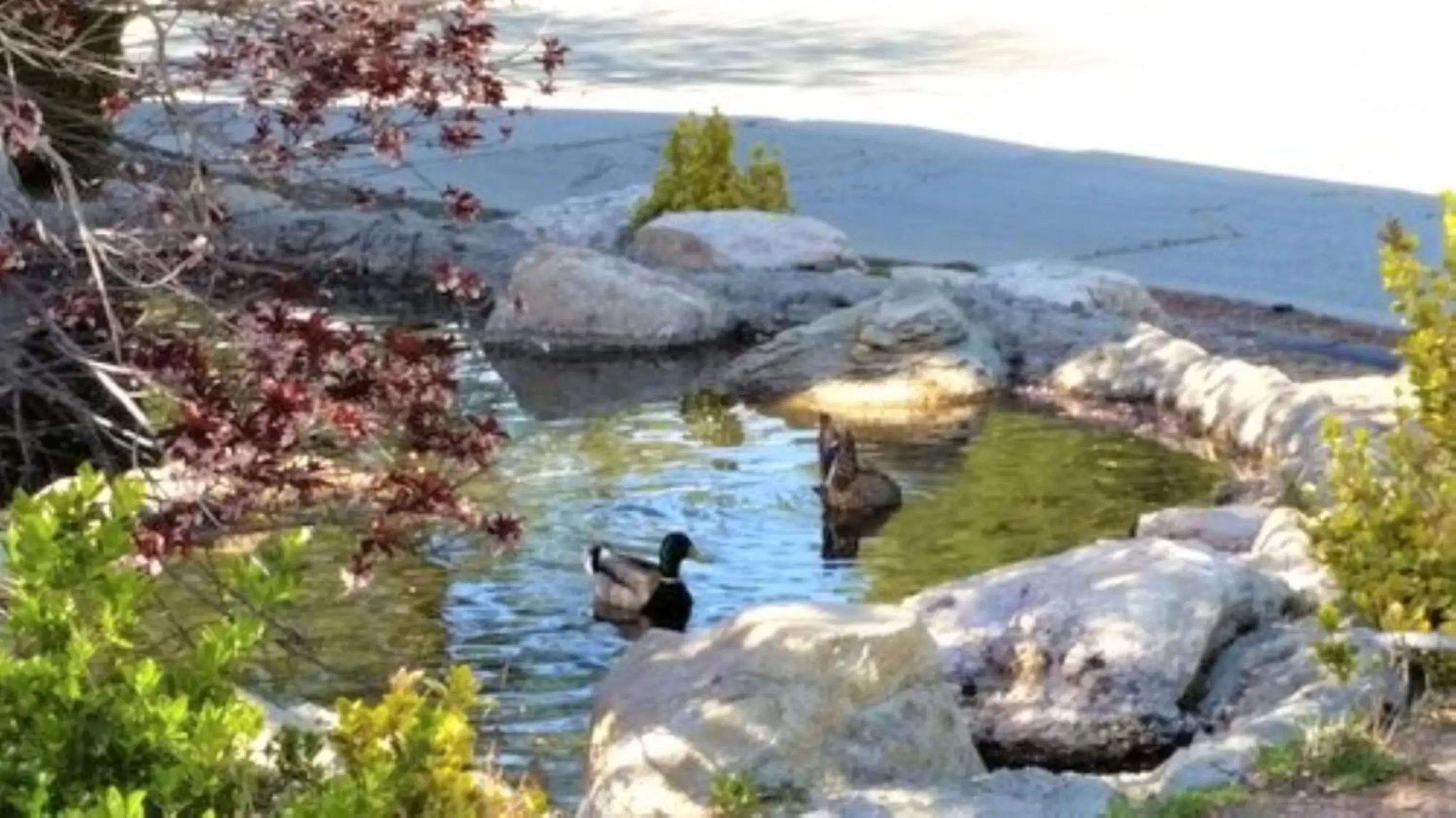 Natural landscape in North Bay At Lake Arrowhead