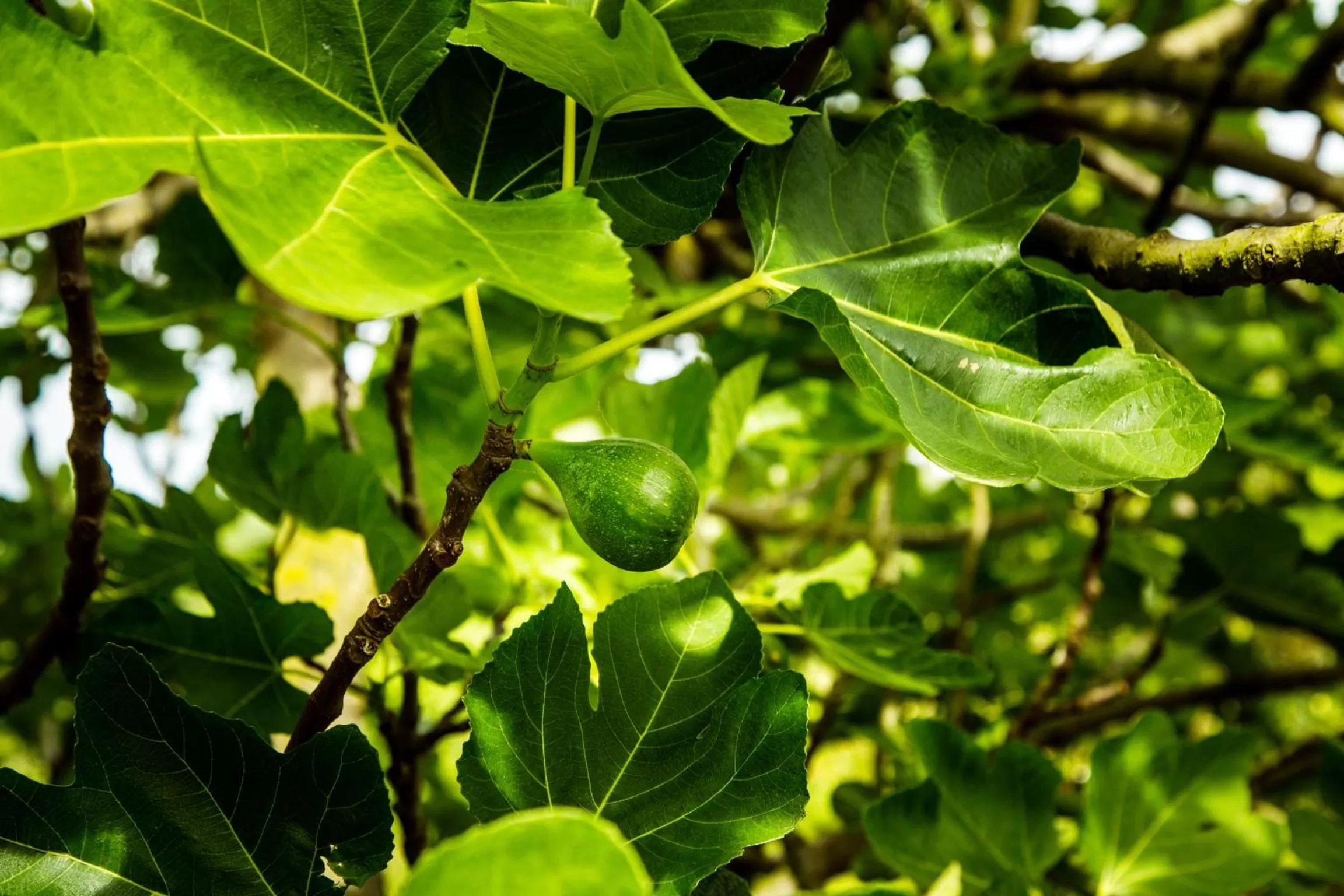 Decorative detail in Casa Matilde