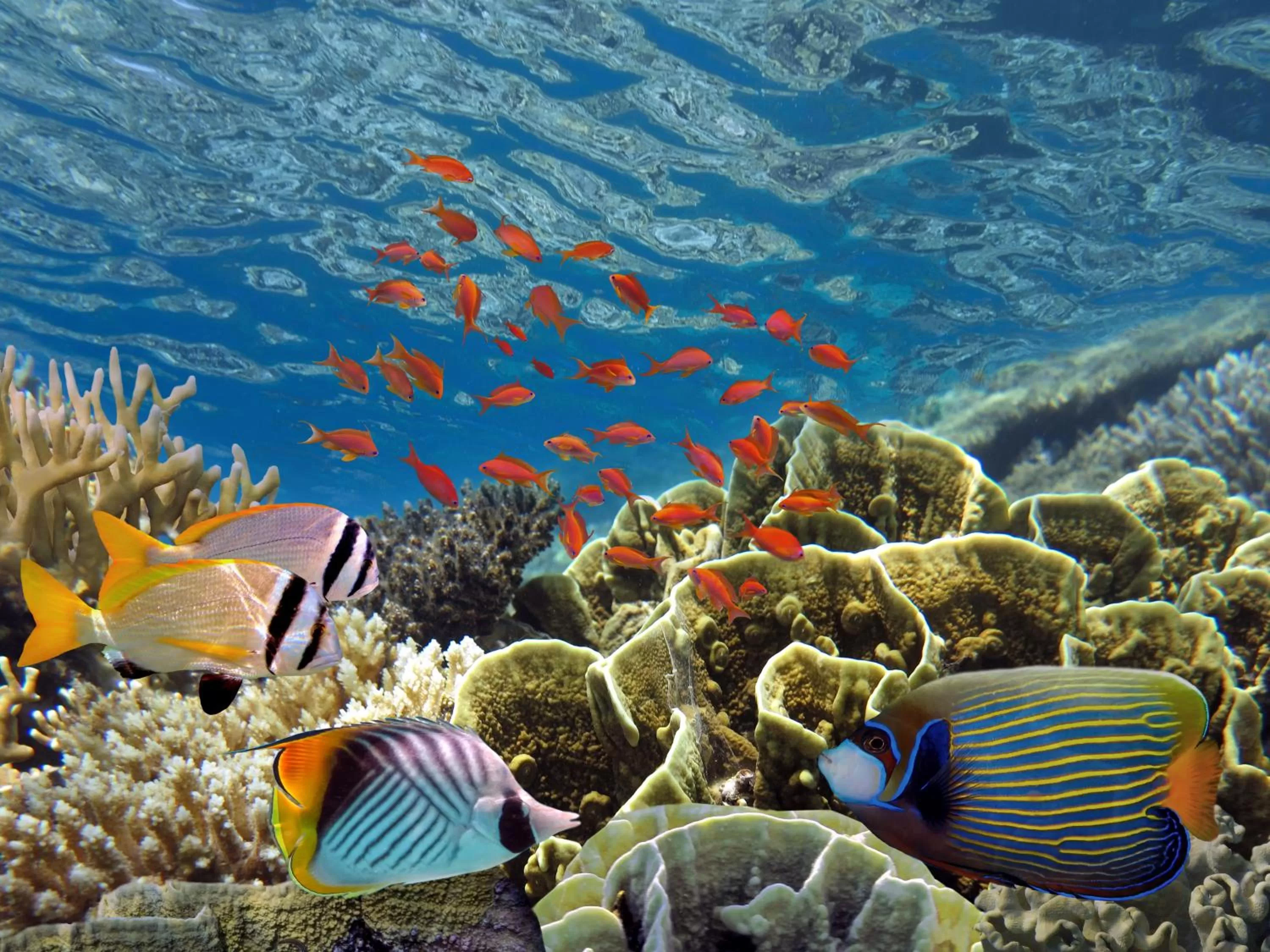 Snorkeling in Club Hotel Eilat - All Suites Hotel