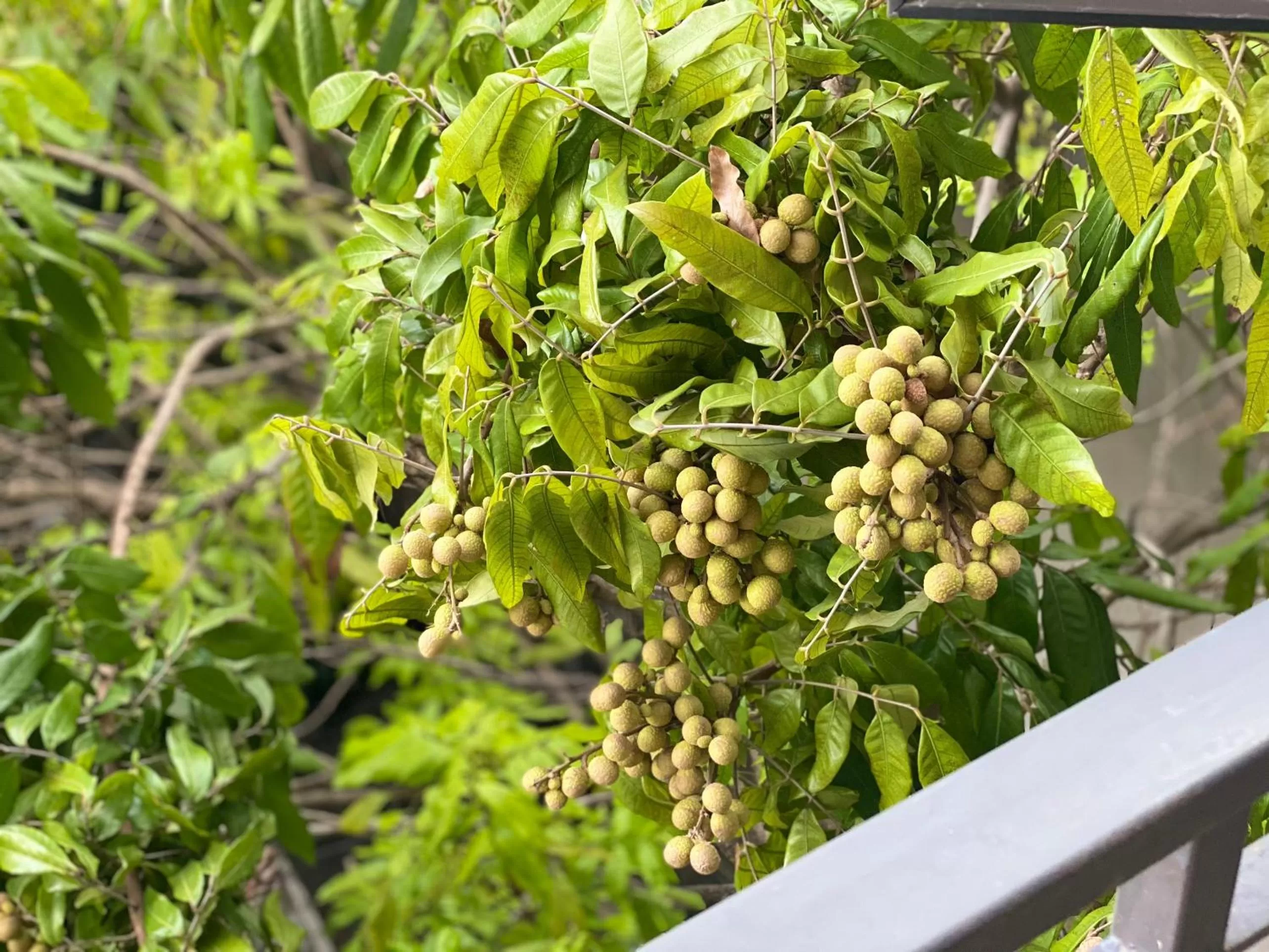 City view in O Zoli Home