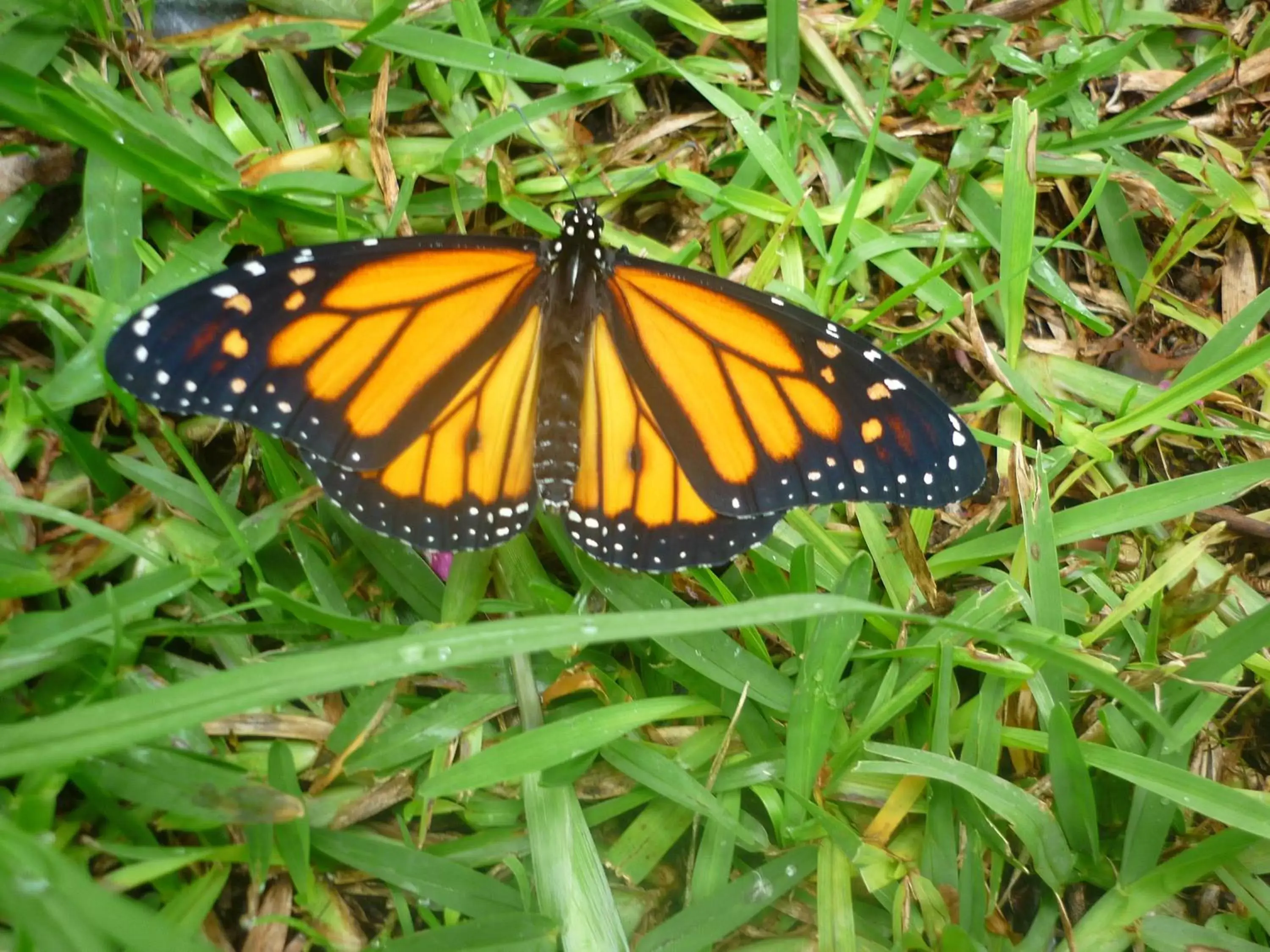 Other, Other Animals in Hotel Rancho San Cayetano