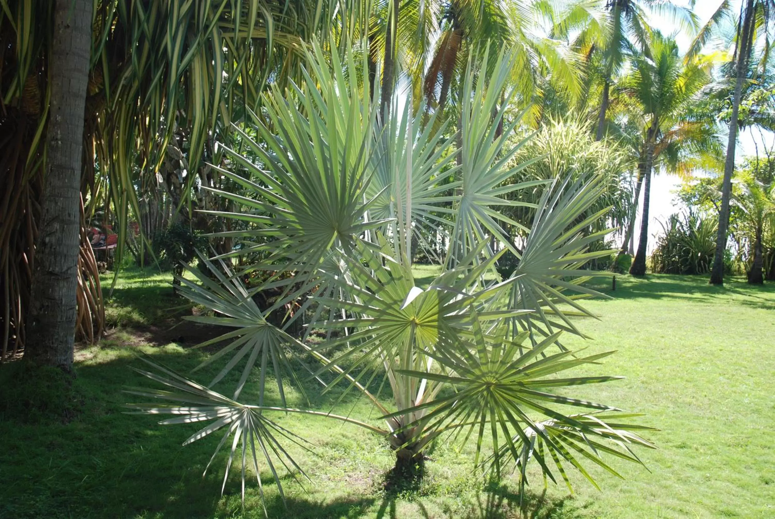 Garden in Beso del Viento (Adults Only)