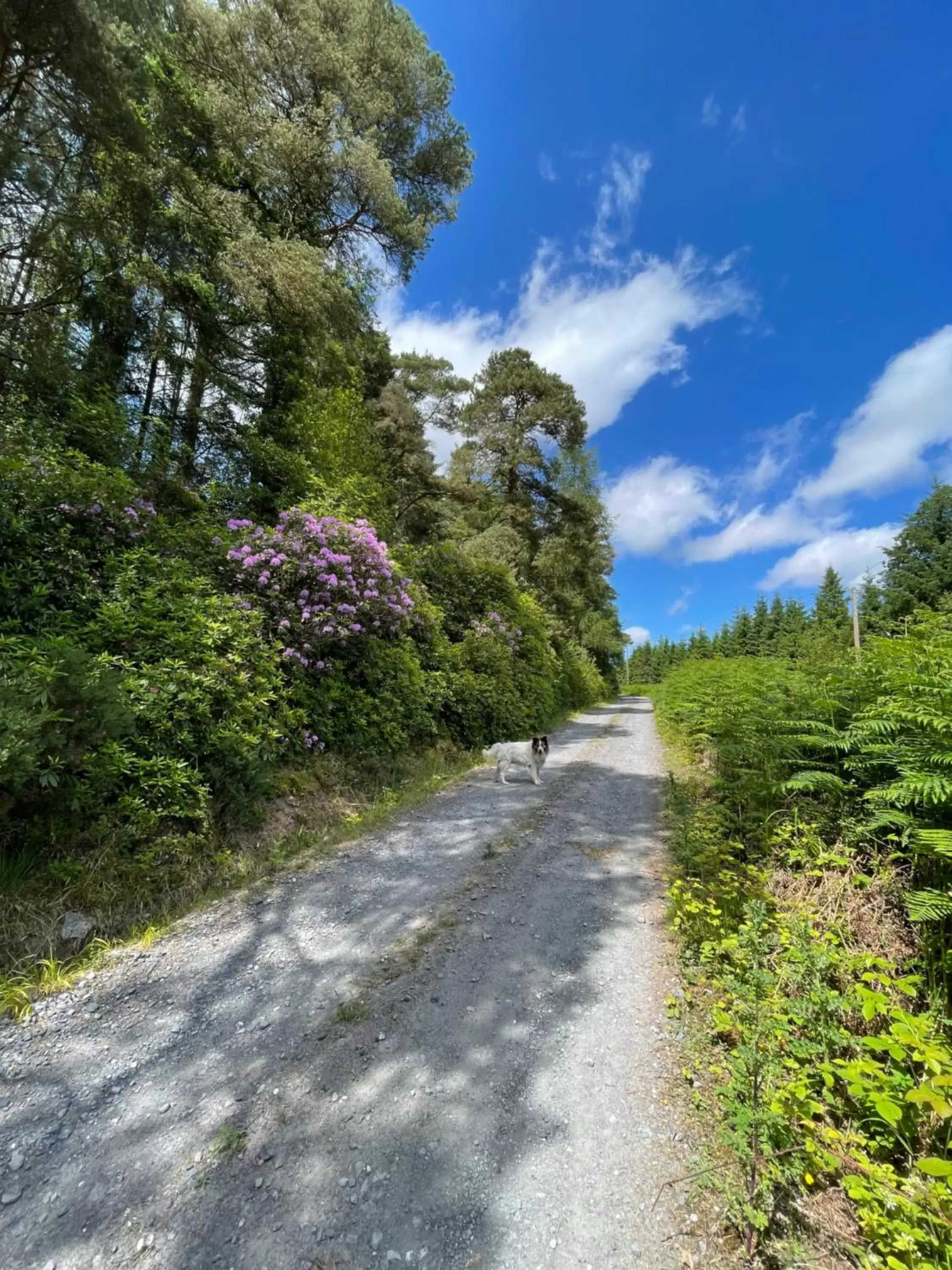 Natural landscape in Deerbrook House B&B