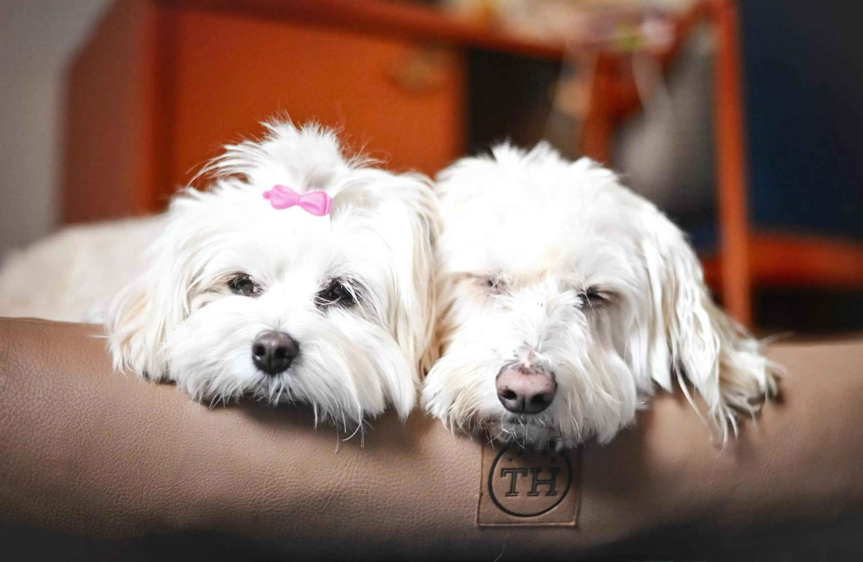 Berghotel Steiger - Erzgebirge