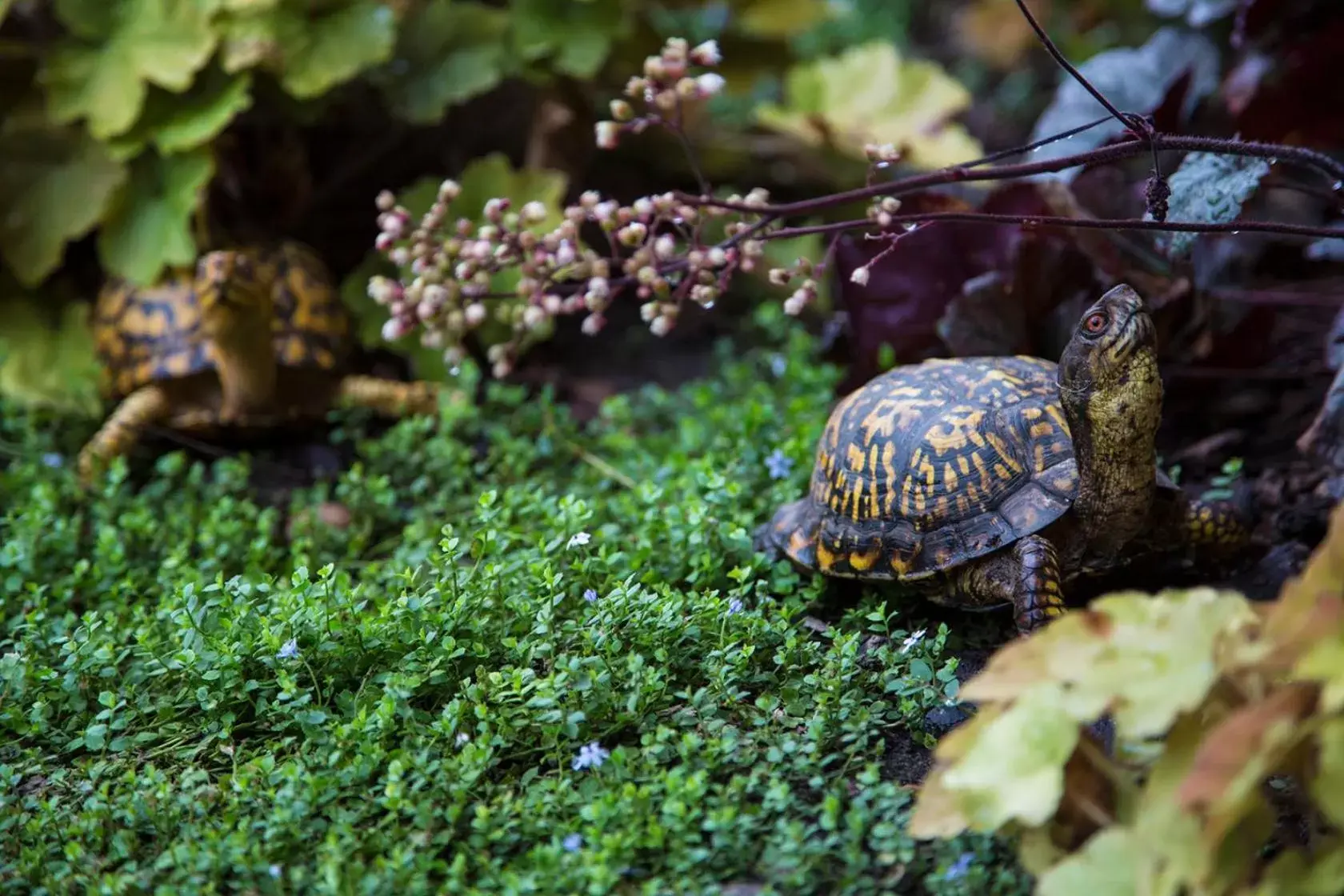 Other Animals in East Hampton Art House Bed and Breakfast