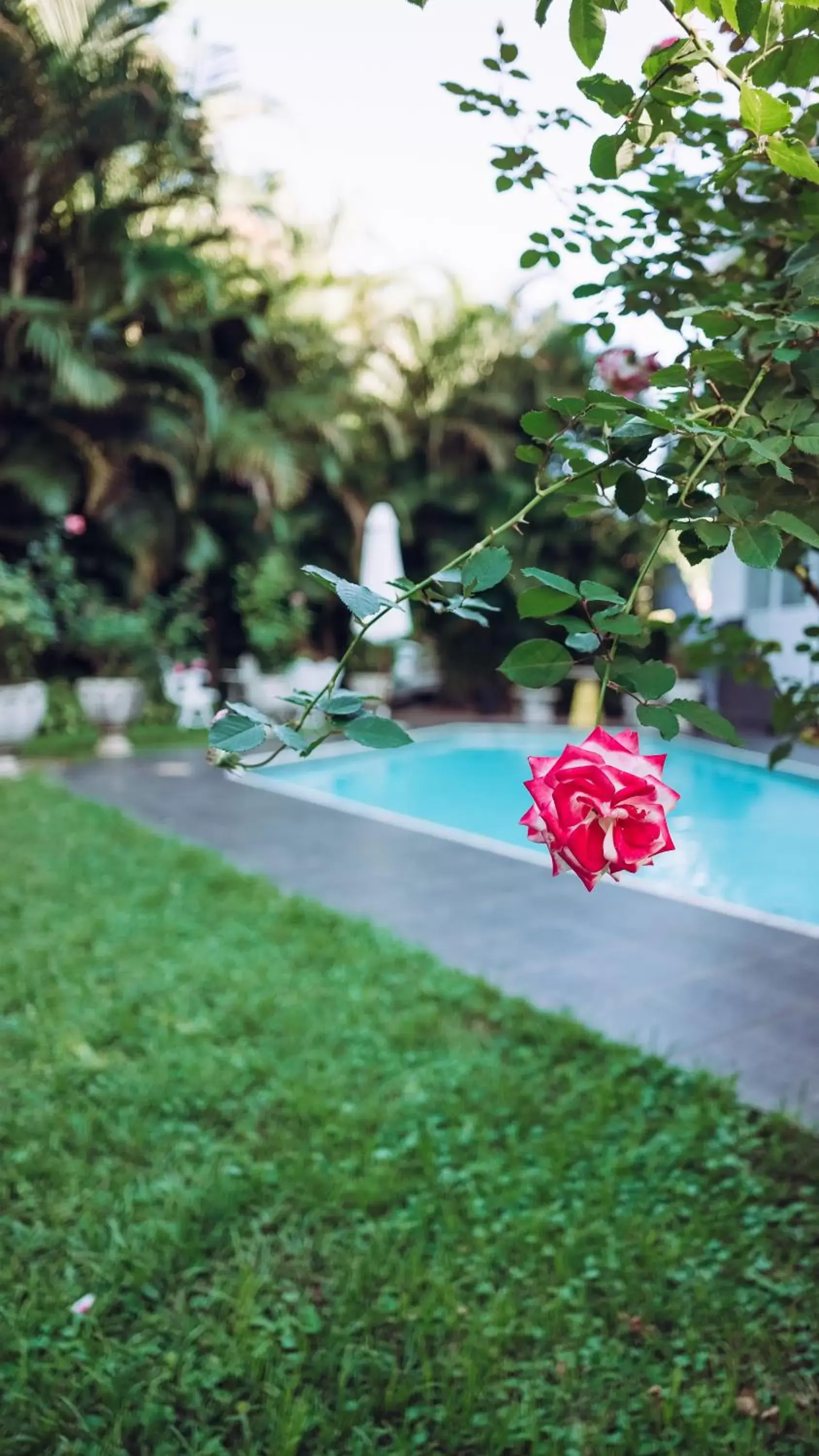 Swimming Pool in Beside Still Waters Boutique Hotel