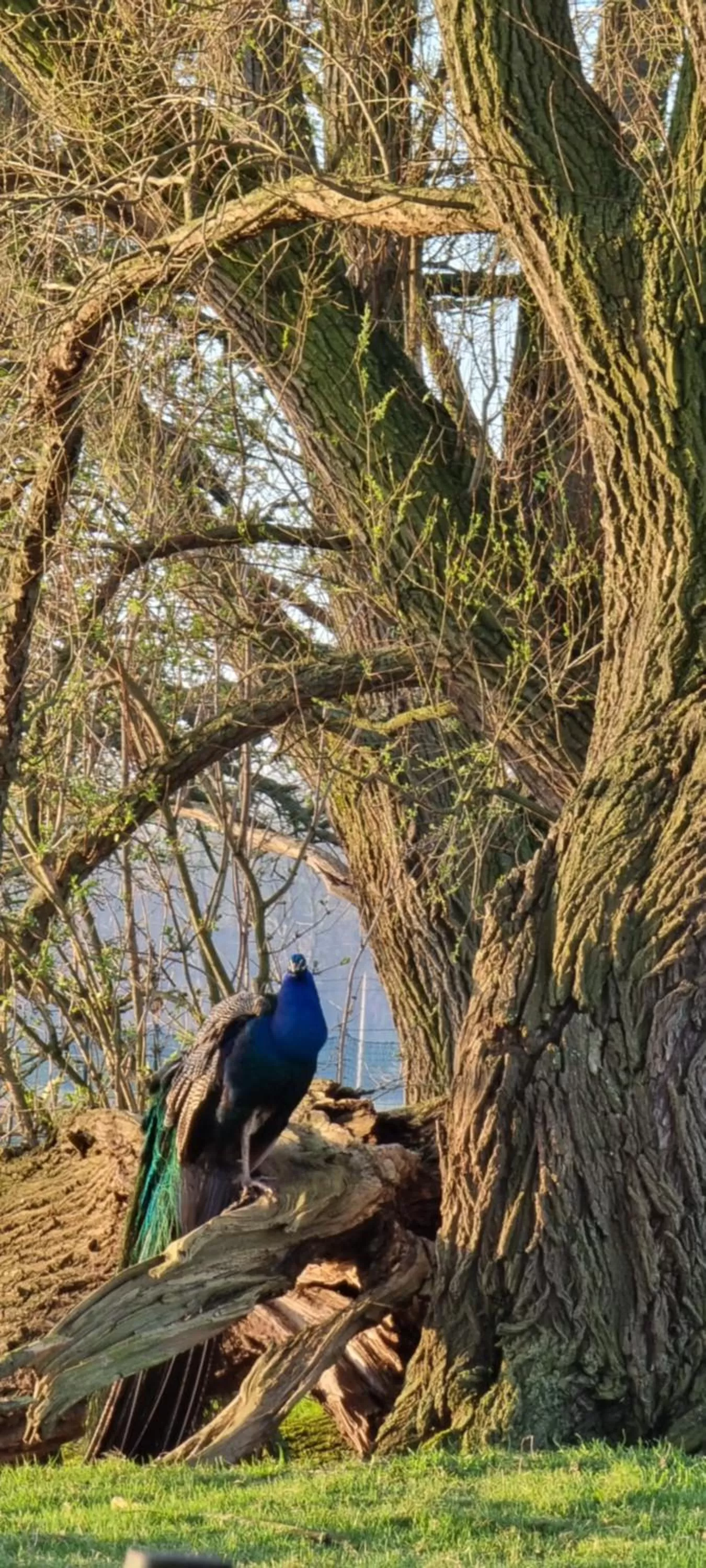 Animals in Hotel Landhuis 't Wilgenerf
