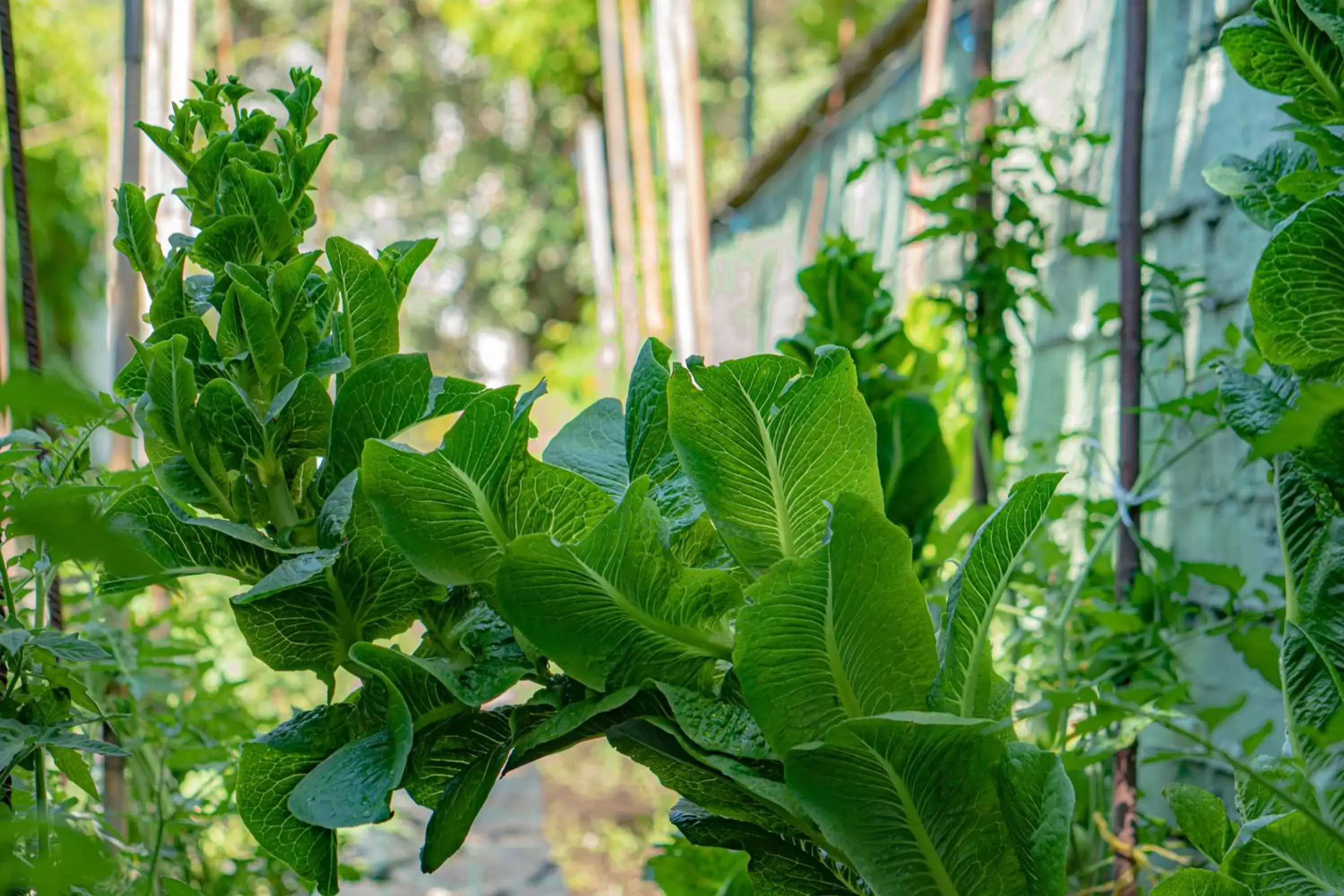 Garden in Macedon