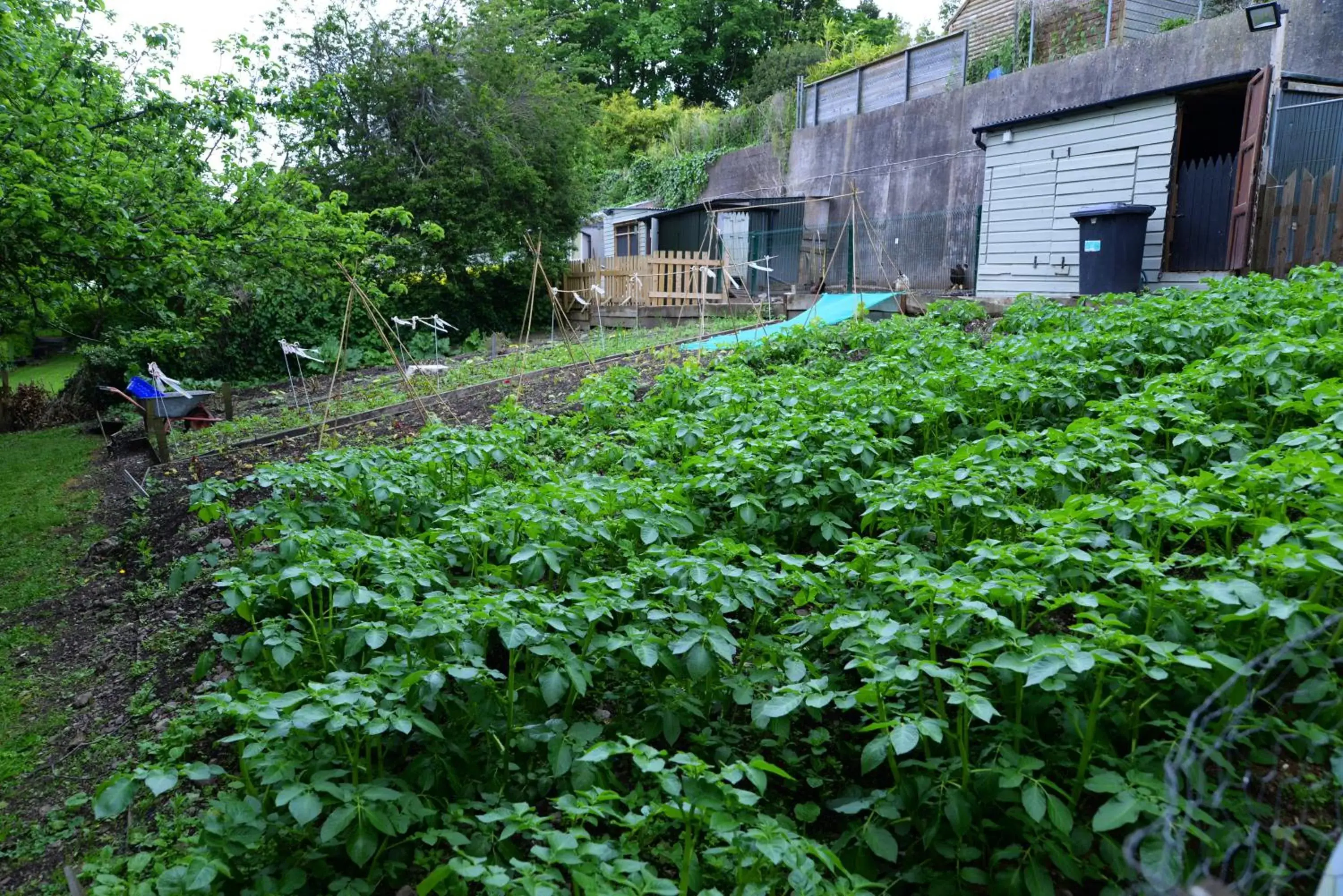 Garden view, Property Building in Gabriel House Guesthouse