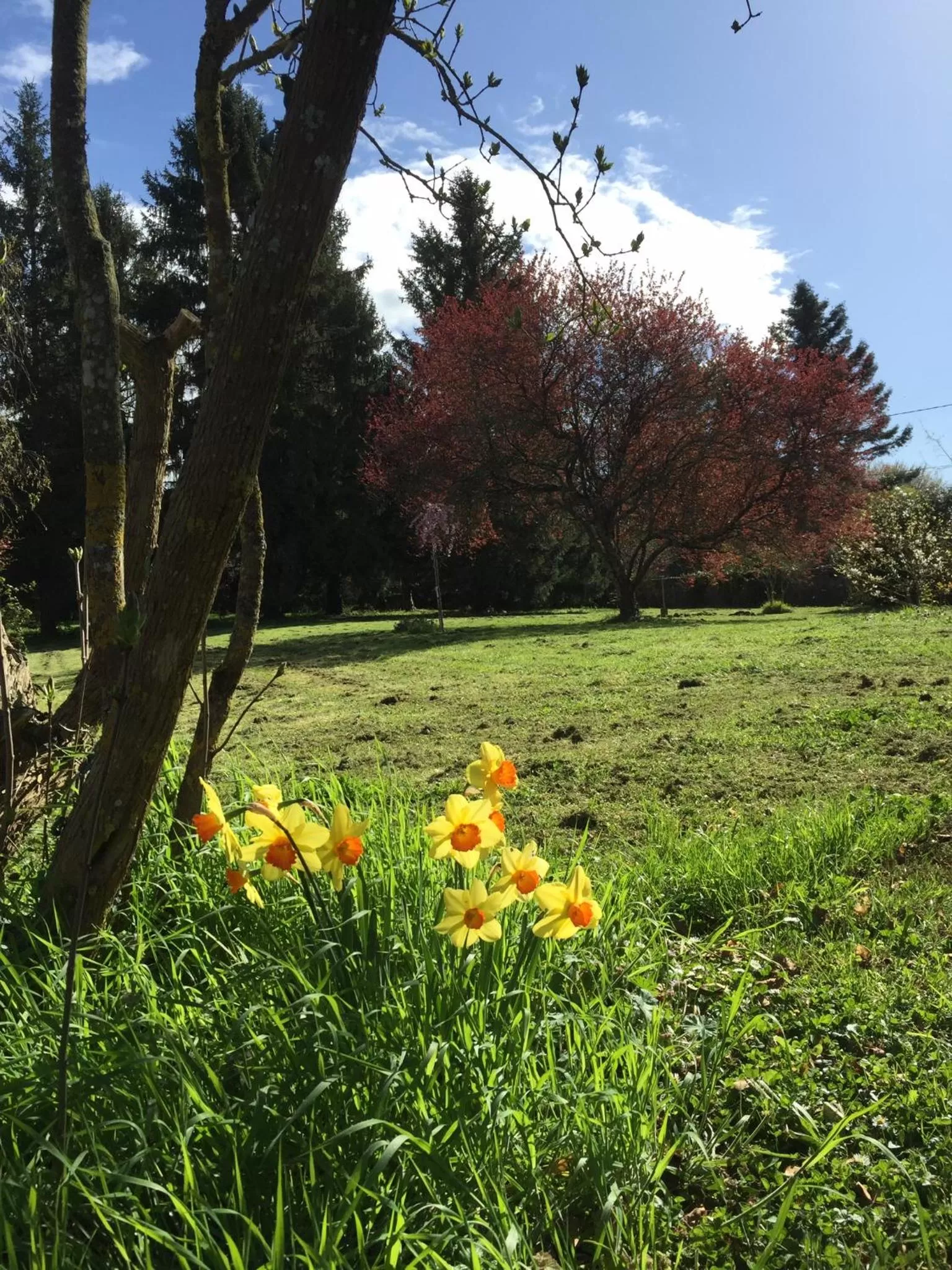 Garden in Les Colonnes De Chanteloup