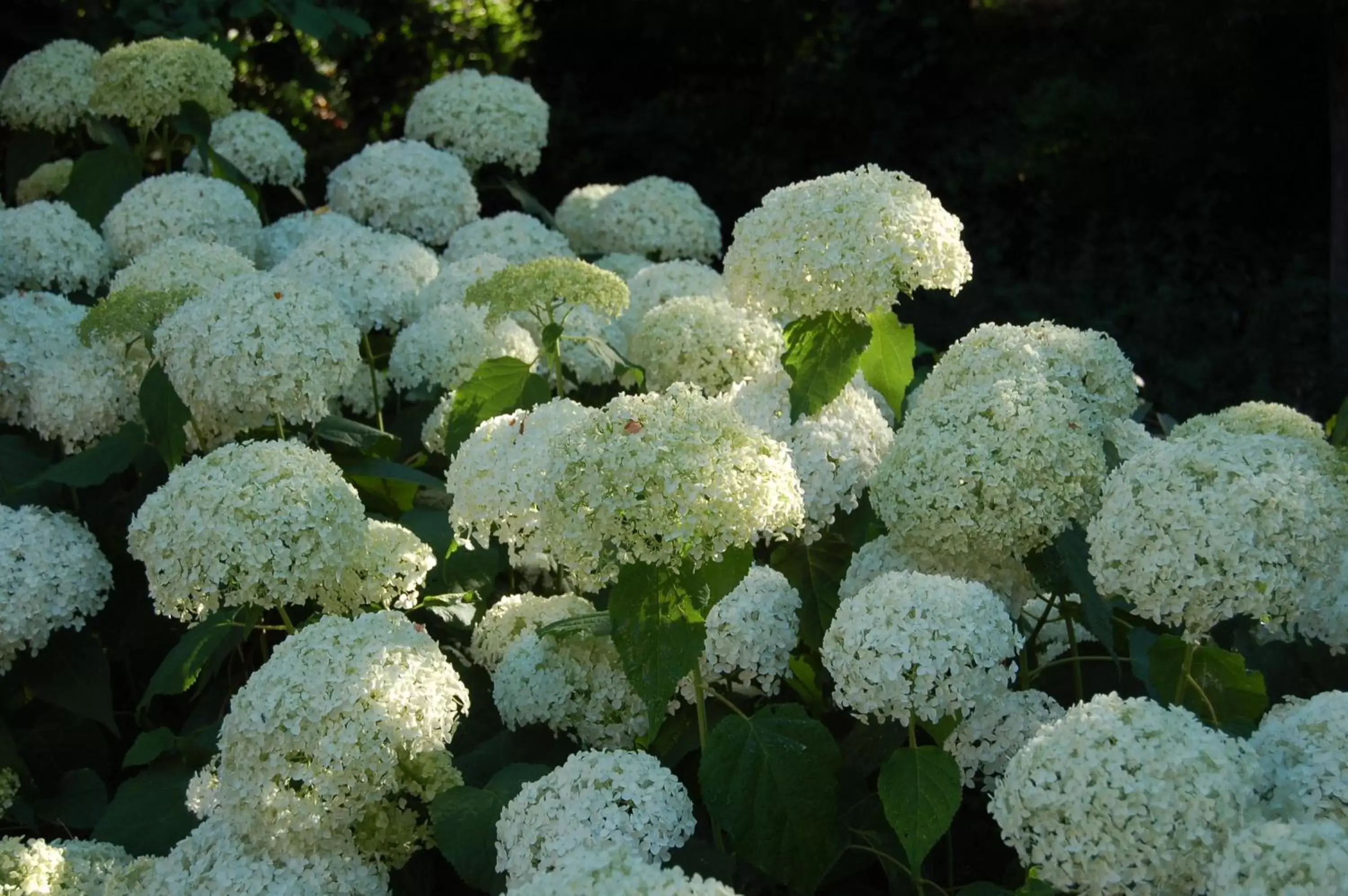 Garden in Quattrocolli B&B