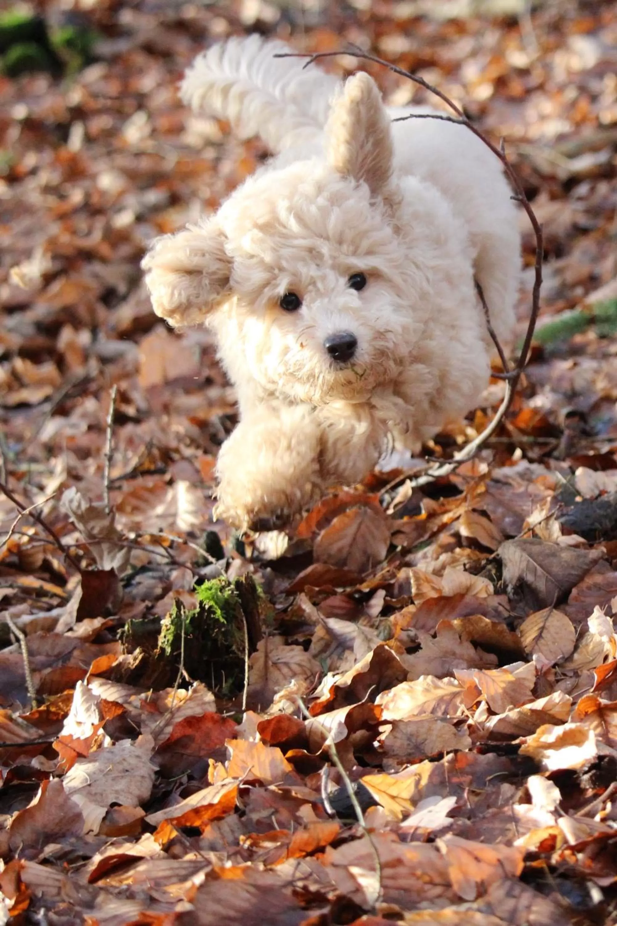 Pets in Hardtwald Hotel