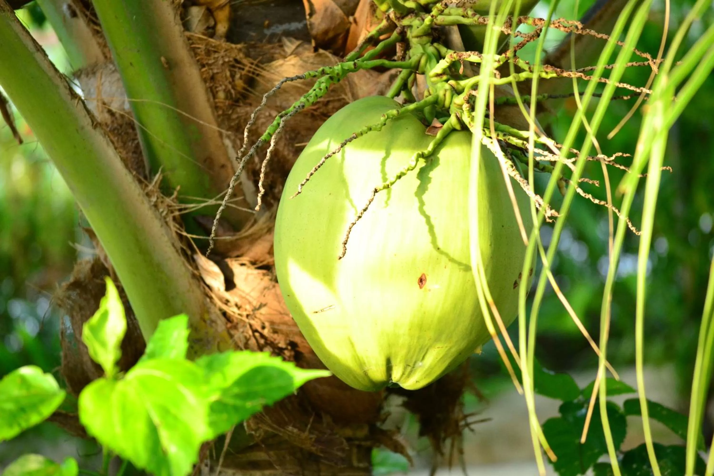 Other in Eden Resort