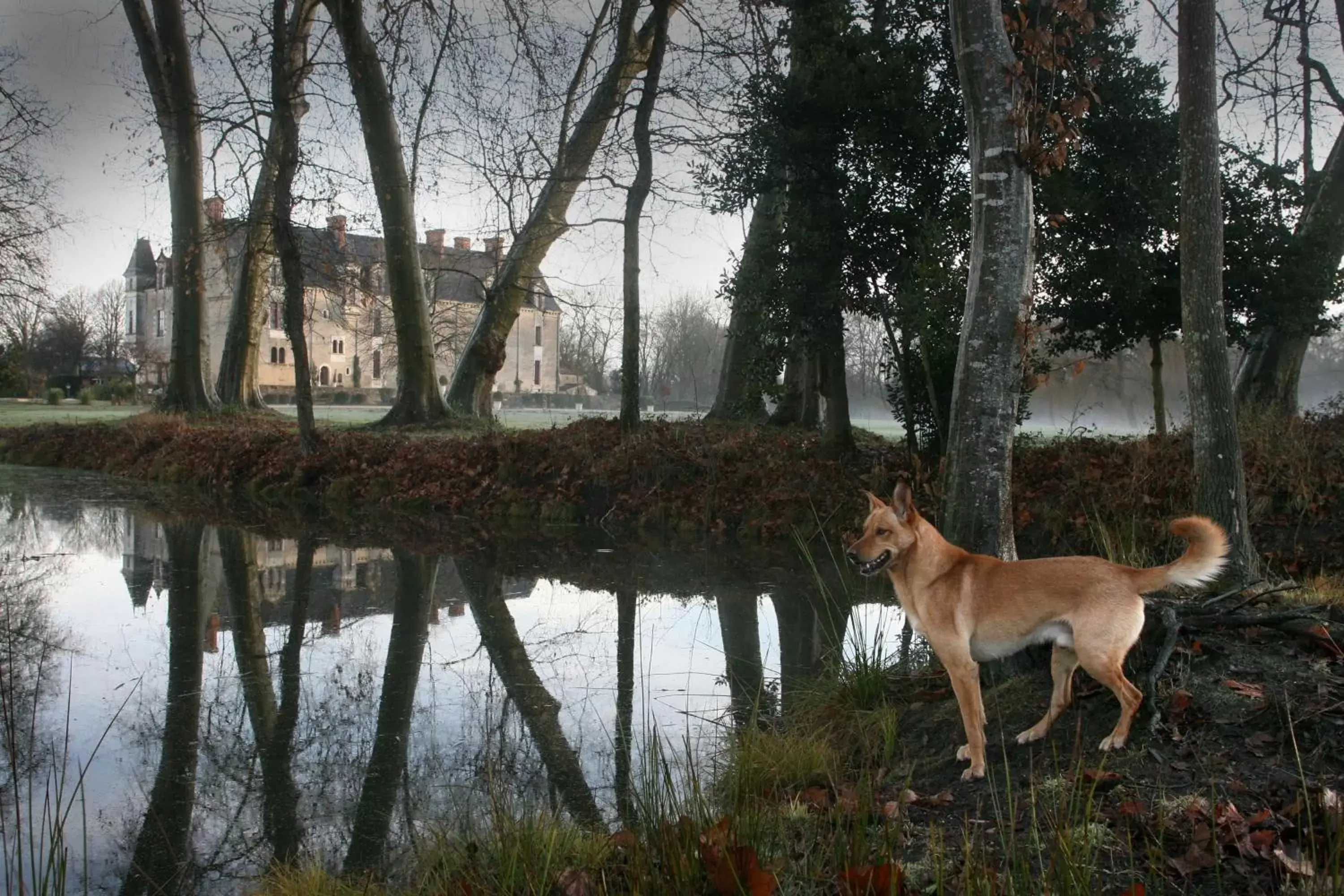 Animals, Other Animals in Château de la Verie