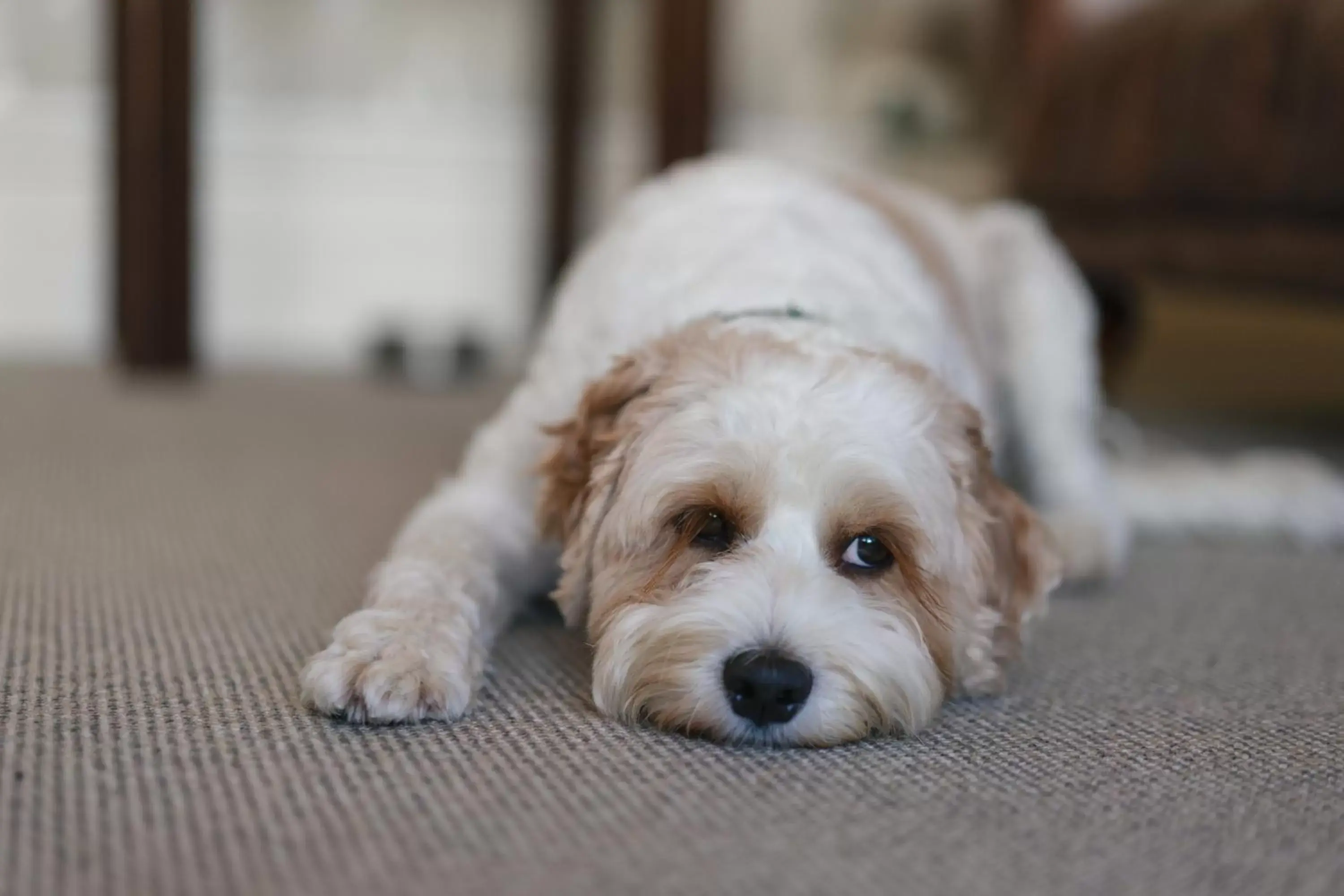 Pets in The Sheldon B&B - FREE private parking