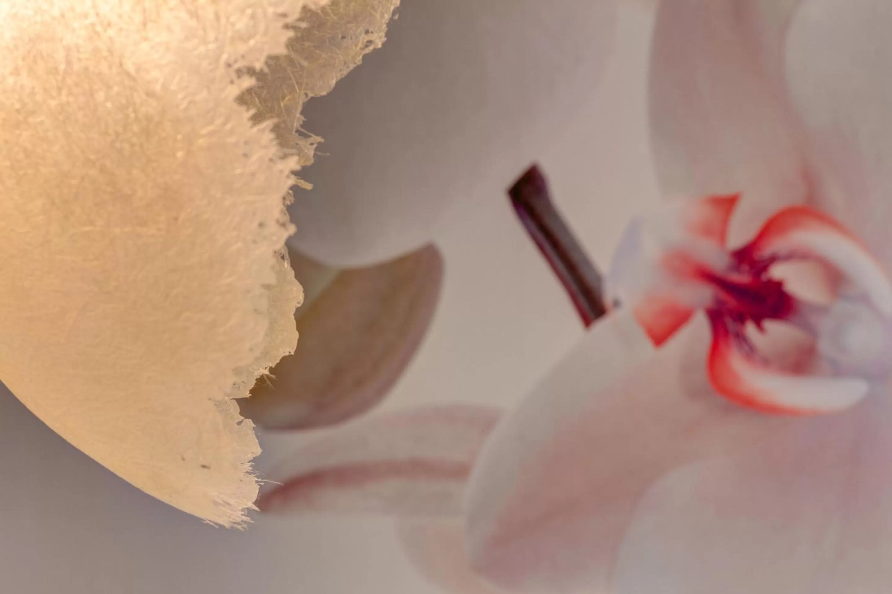 Other in Il Convento Dei Fiori Di Seta