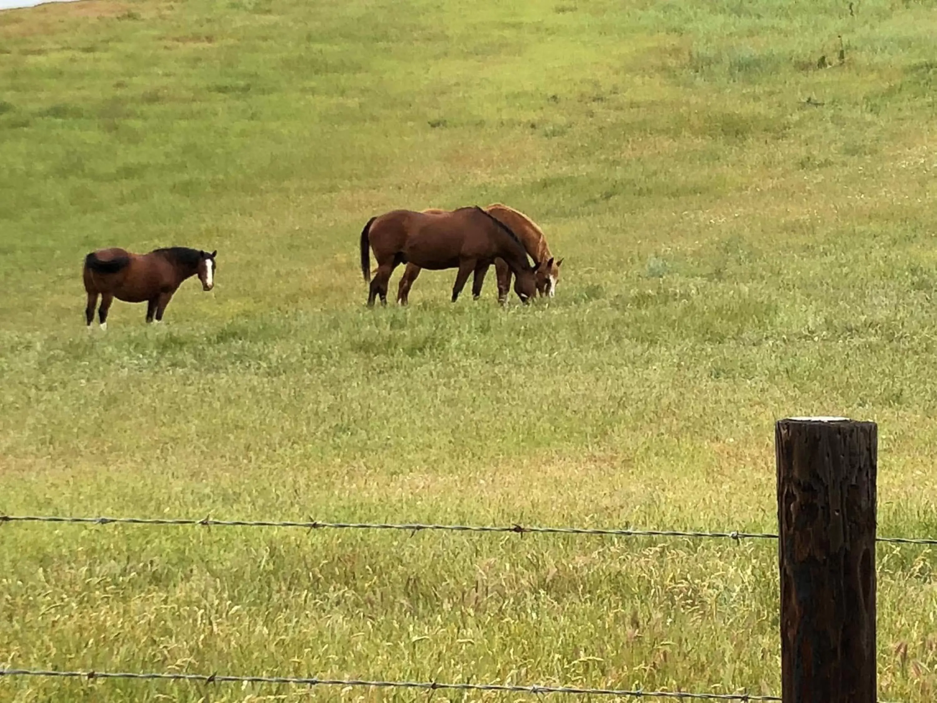 Other Animals in Olallieberry Inn Bed and Breakfast