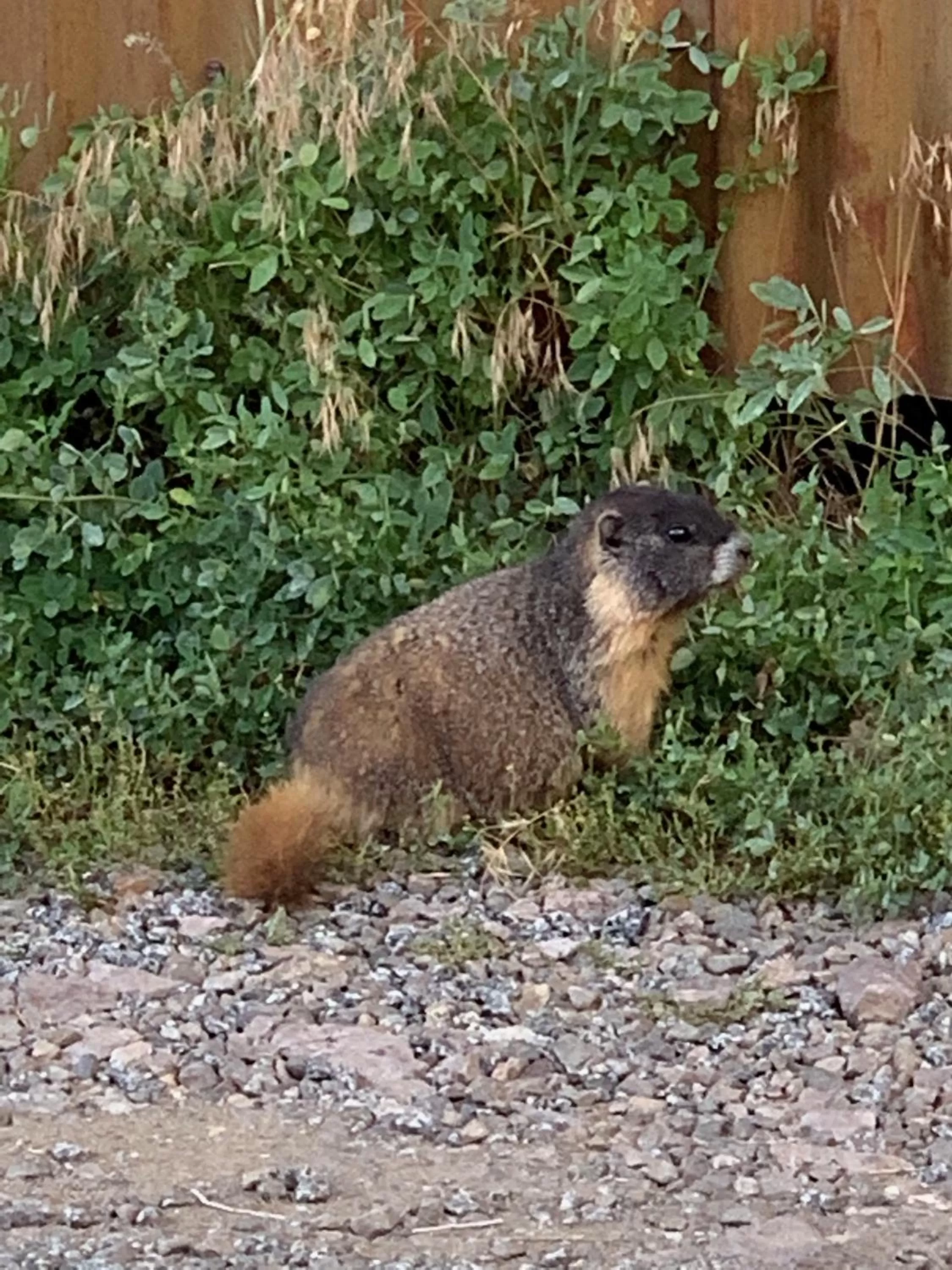 The North Face Lodge